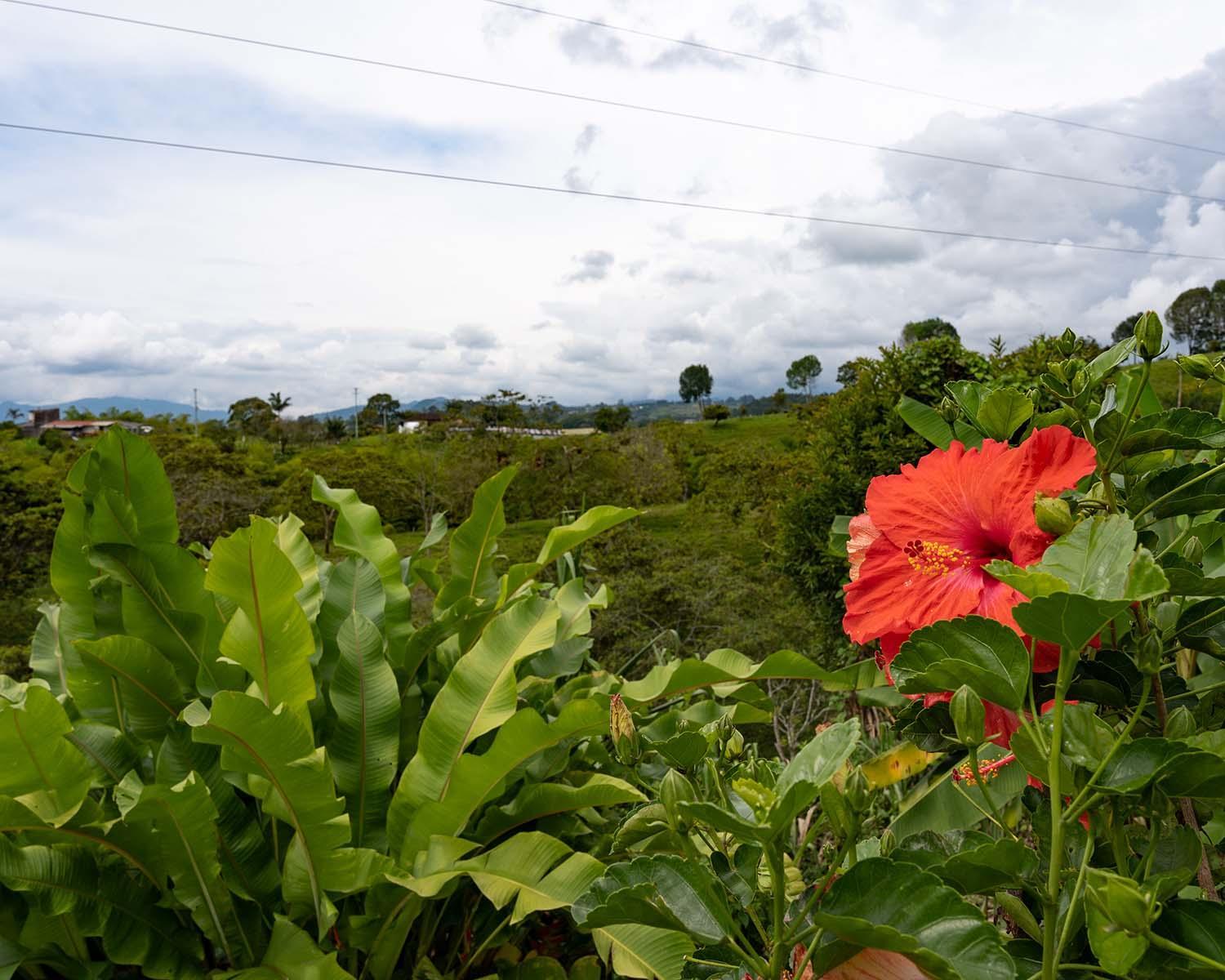 Rancho Chihuahua
