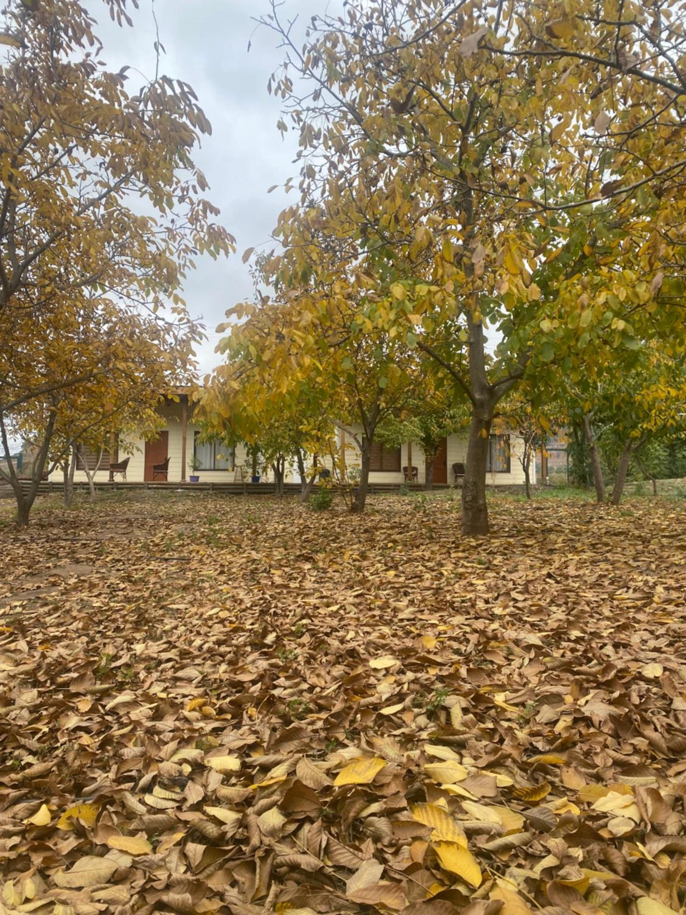 Hotel Alojamiento Los Nogales - Image 1