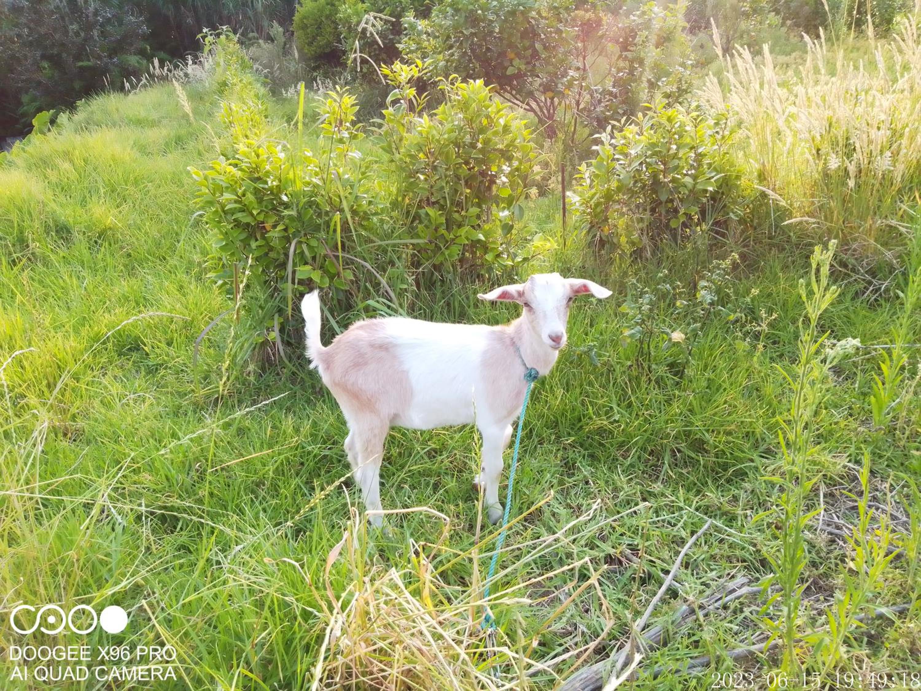 Photo 58