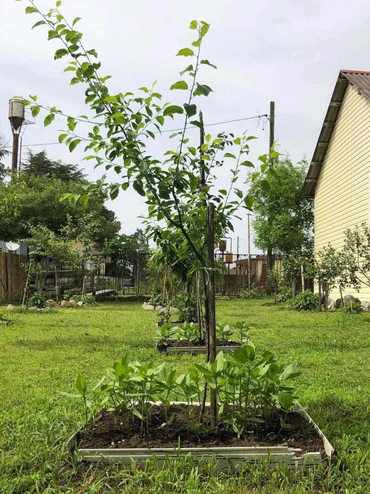 kaprovani home