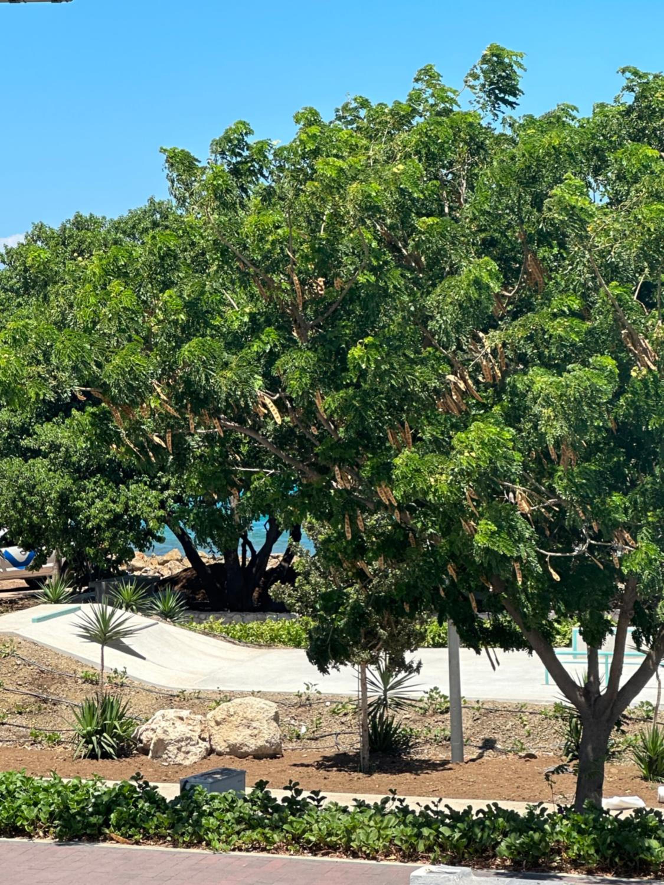 Whitehouse Boulevard, close to Mambo Beach and City Centre