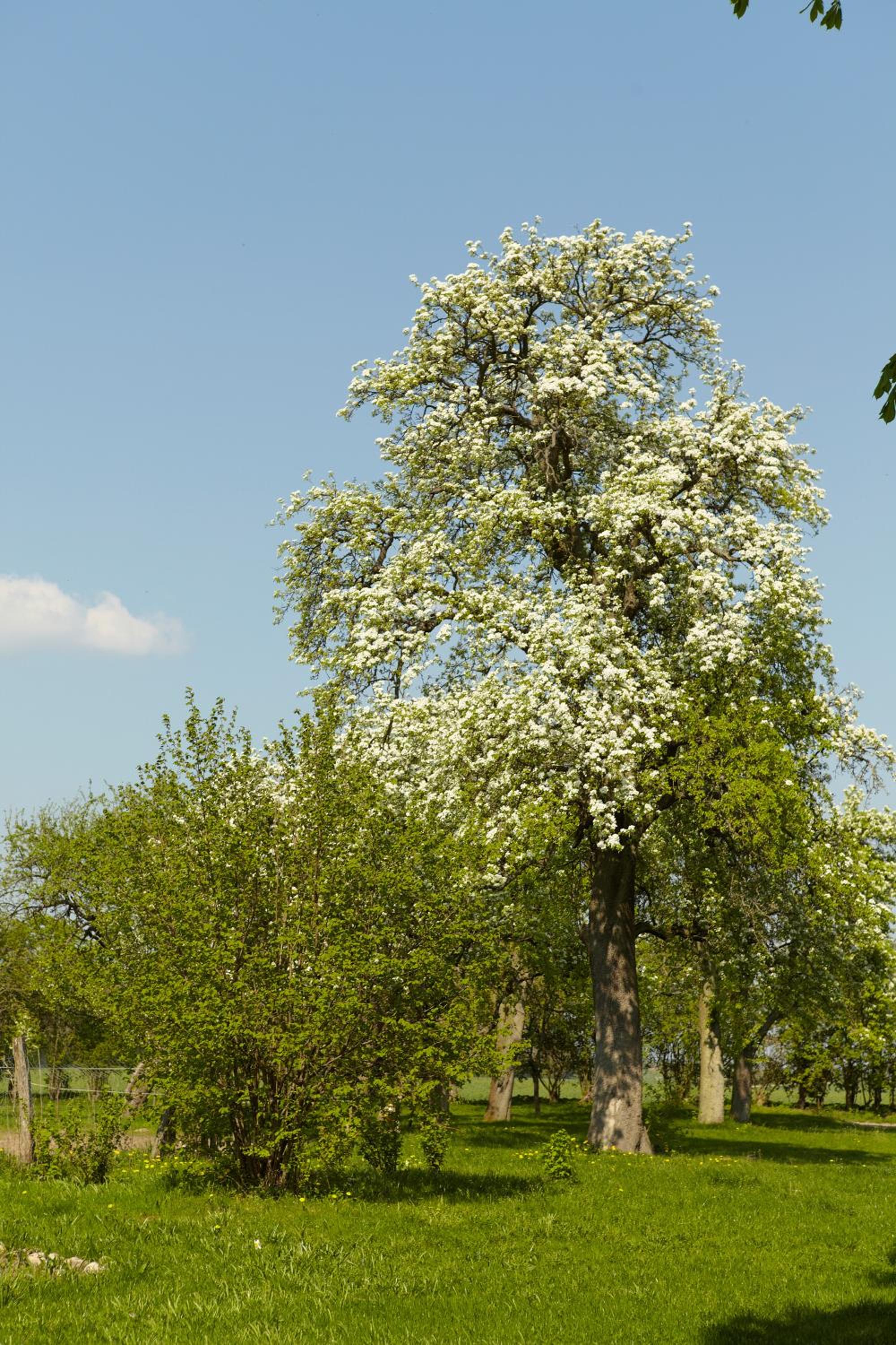 Gutshaus Lexow - zwischen Malchow, Waren-Müritz nahe Mecklenburgische Seenplatte