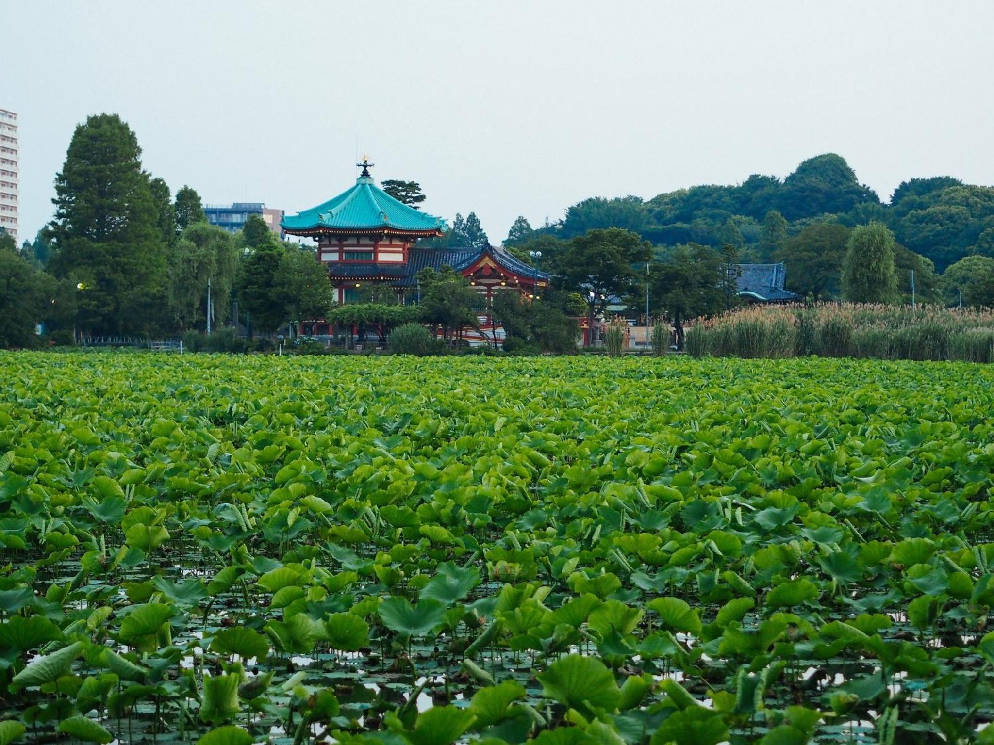 Regnocomfort Asakusa 3 - Vacation STAY 57925v