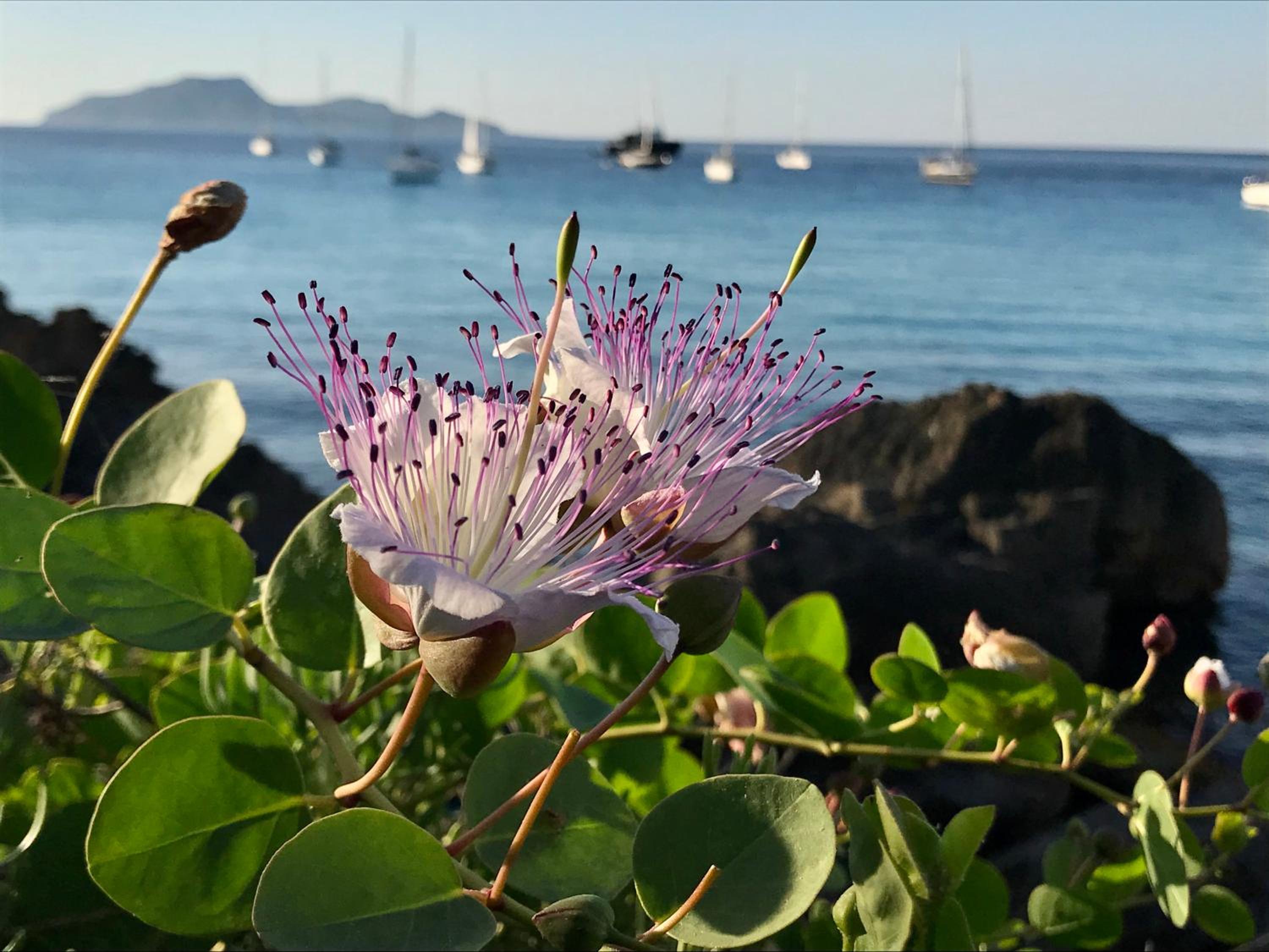 Zaffiro Lavico rooms Etna nature sea view 3