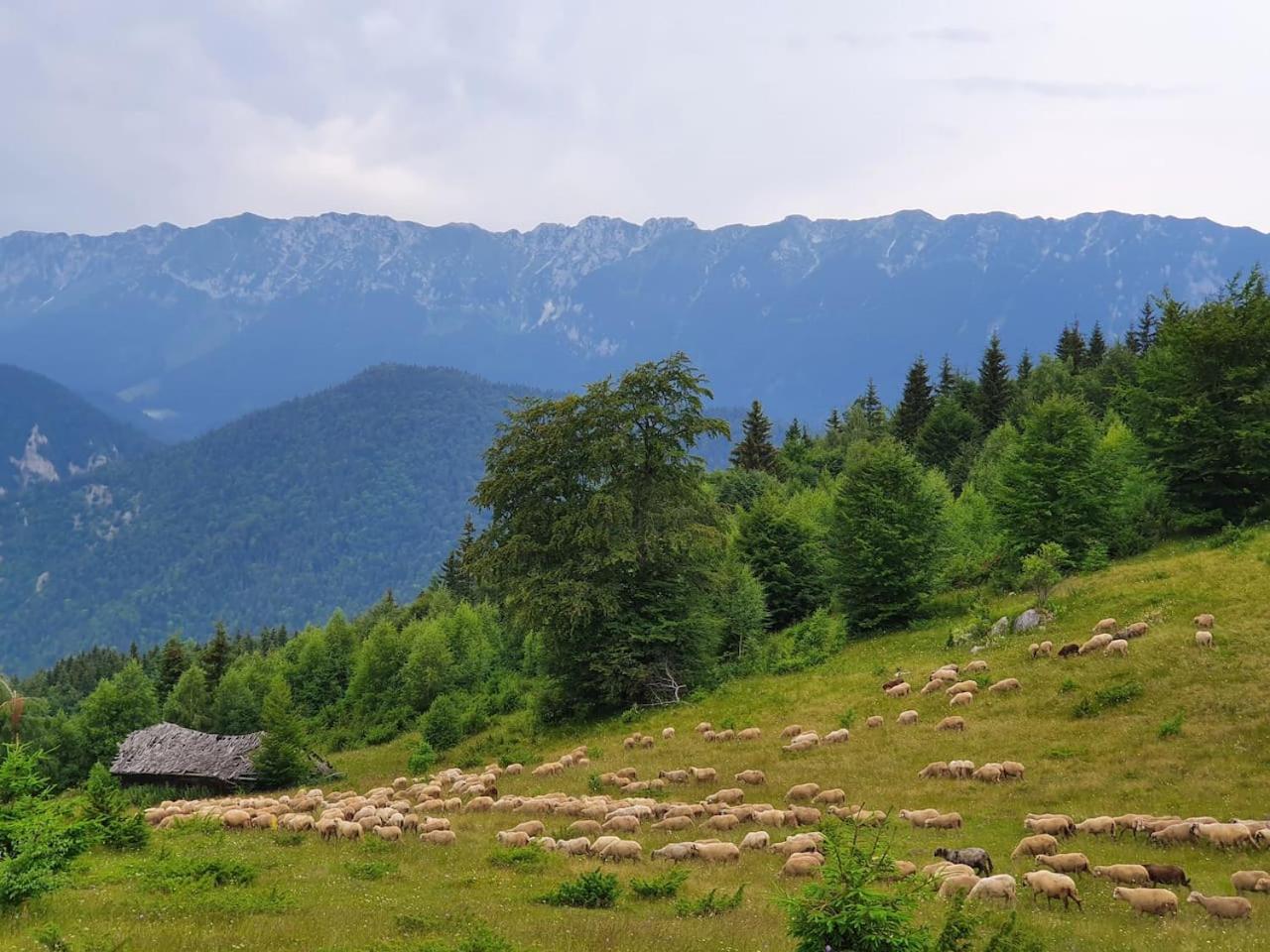 Chalet Betleem