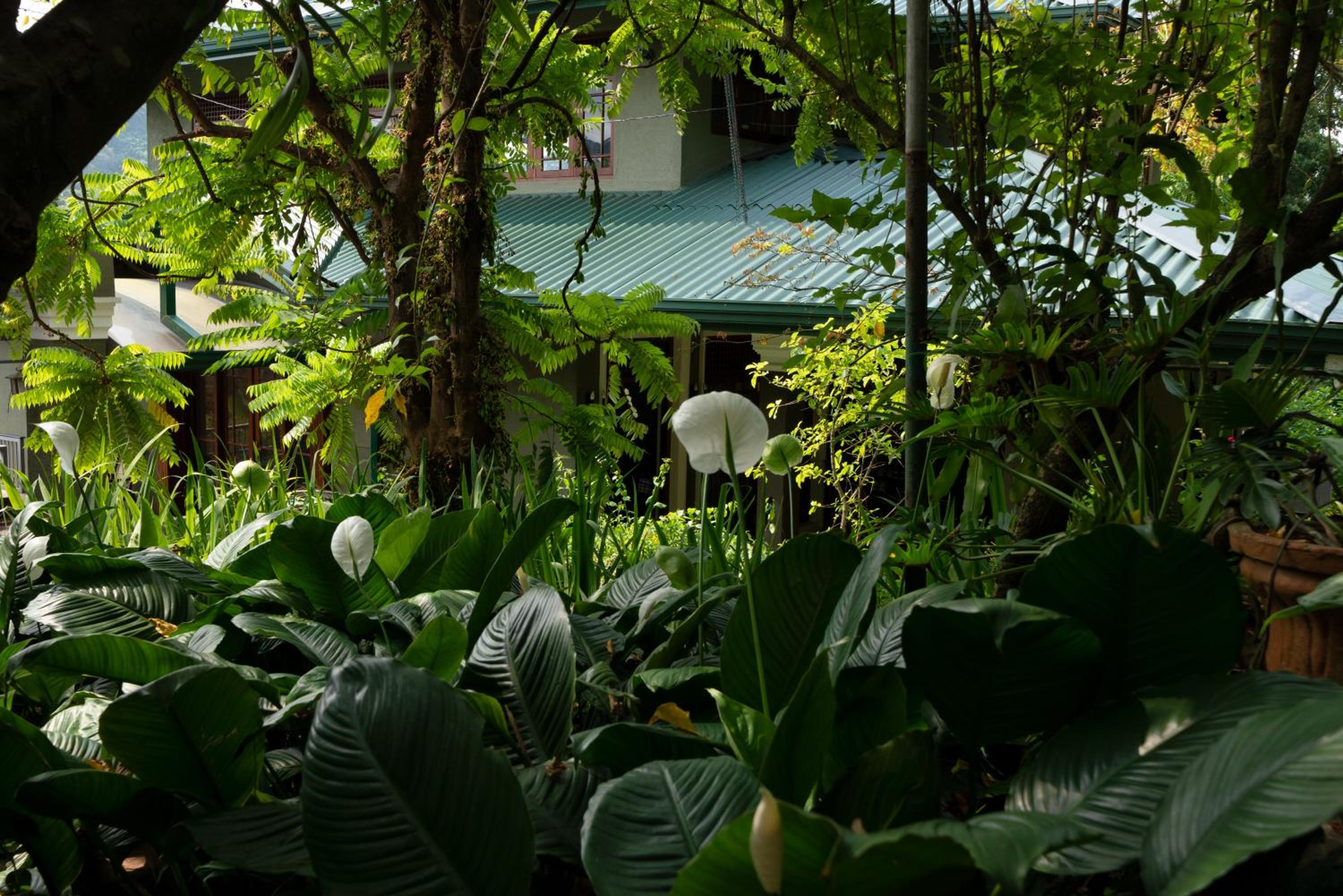 Kandy Tree Tops — photo 64