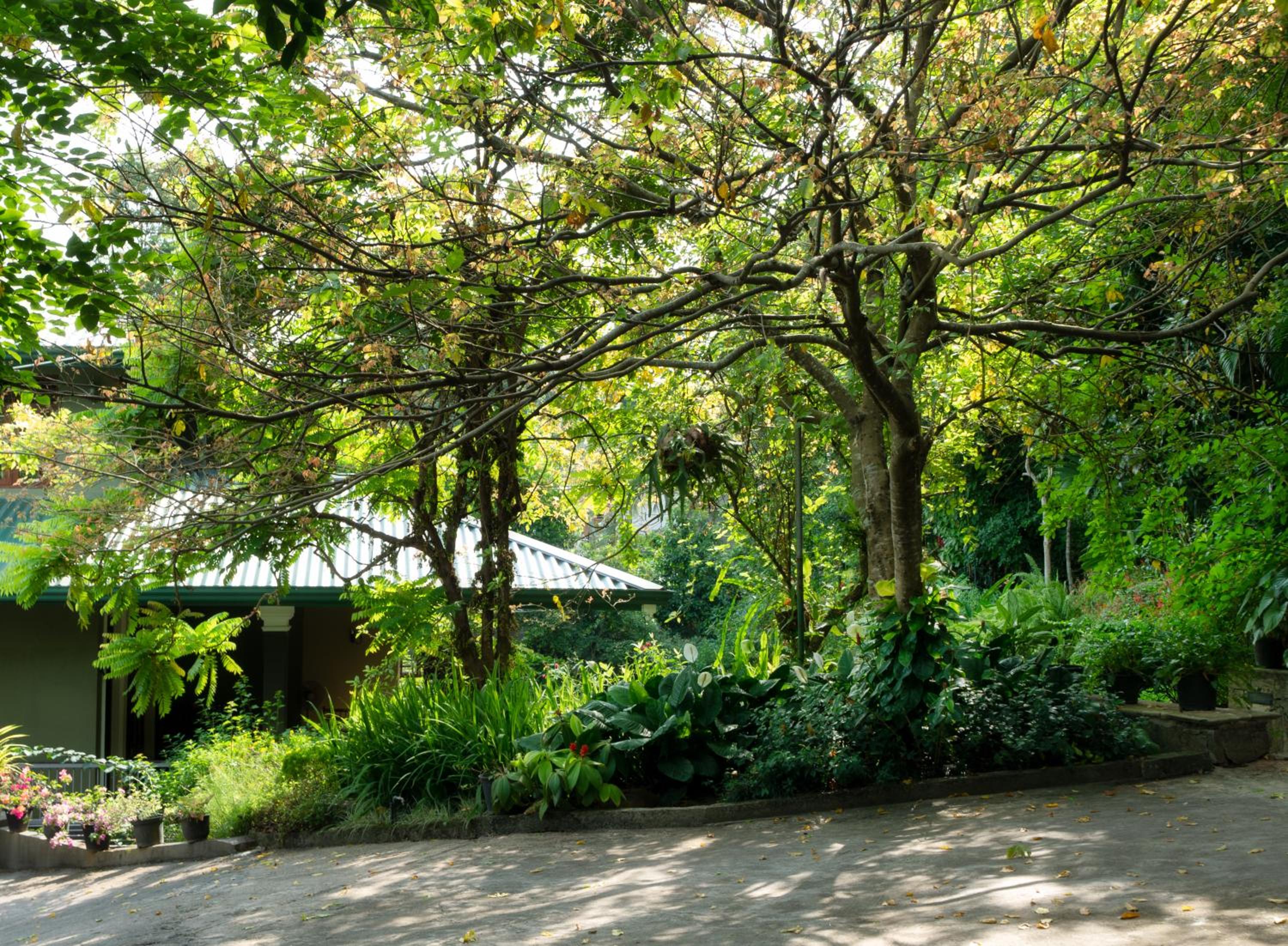 Kandy Tree Tops — photo 41