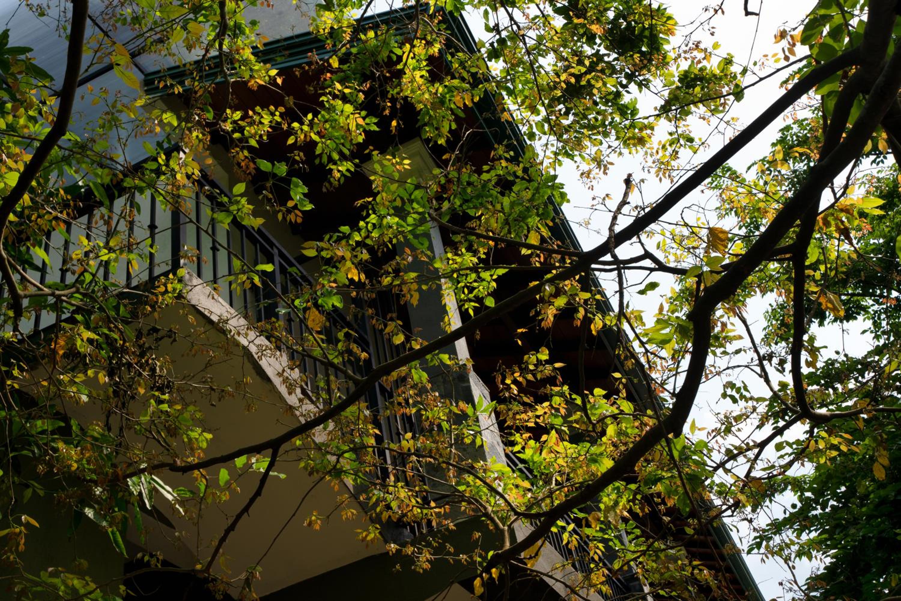 Kandy Tree Tops — photo 37
