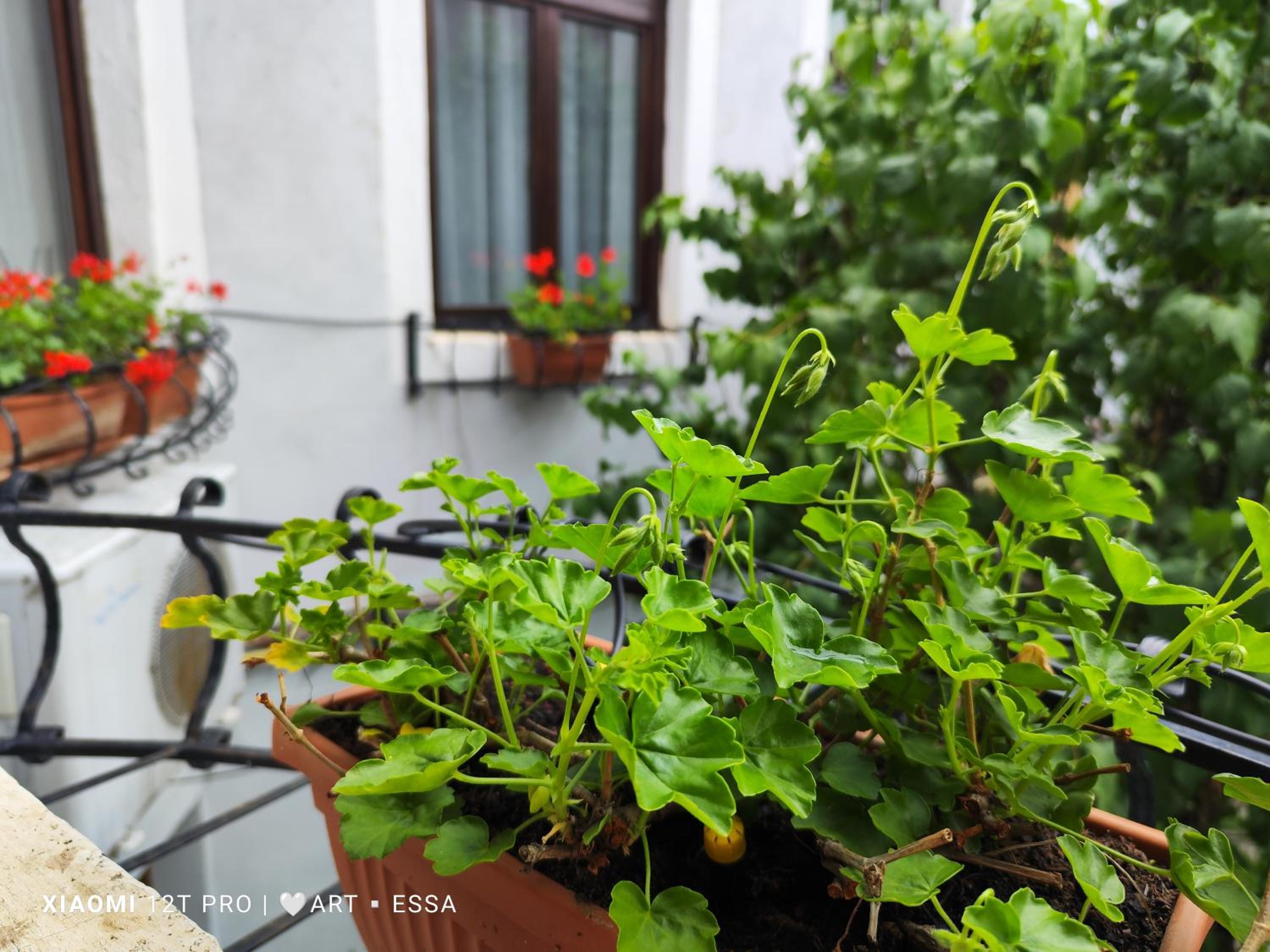 Apartament Buon Gusto Sibiu