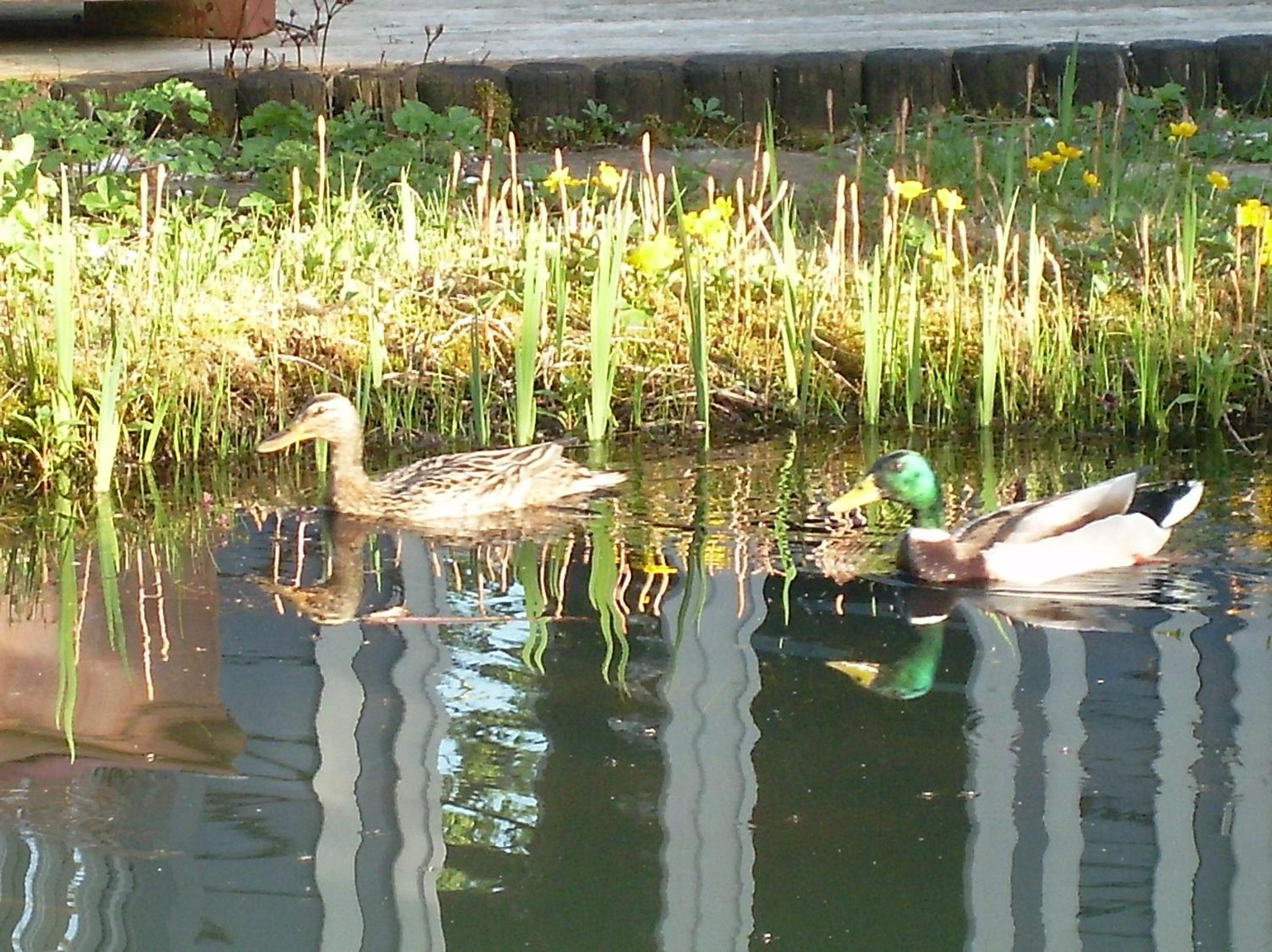 Ferienwohnung im Gartenparadies