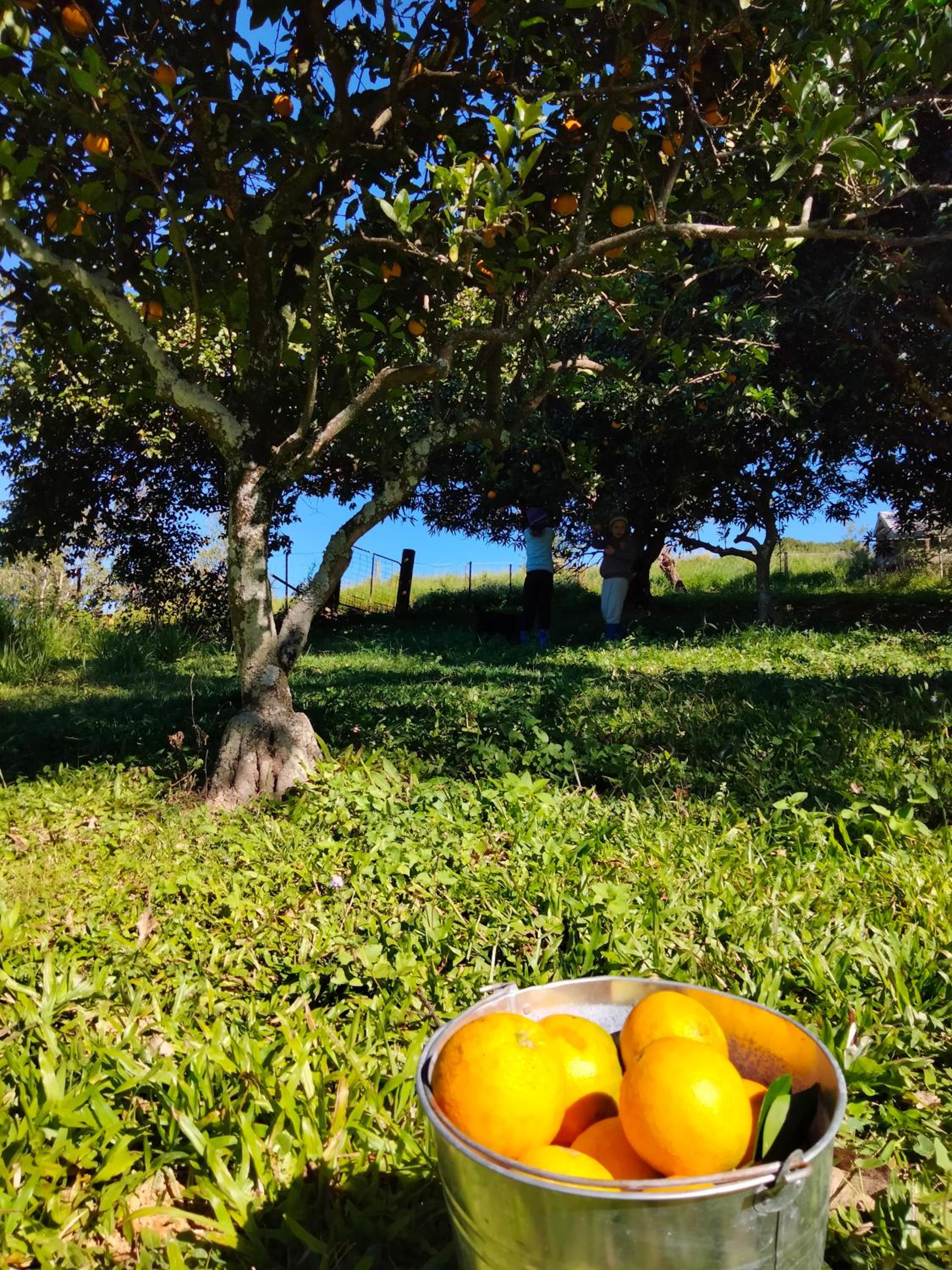 Green Hill Cottage, Heart of Noosa Hinterland