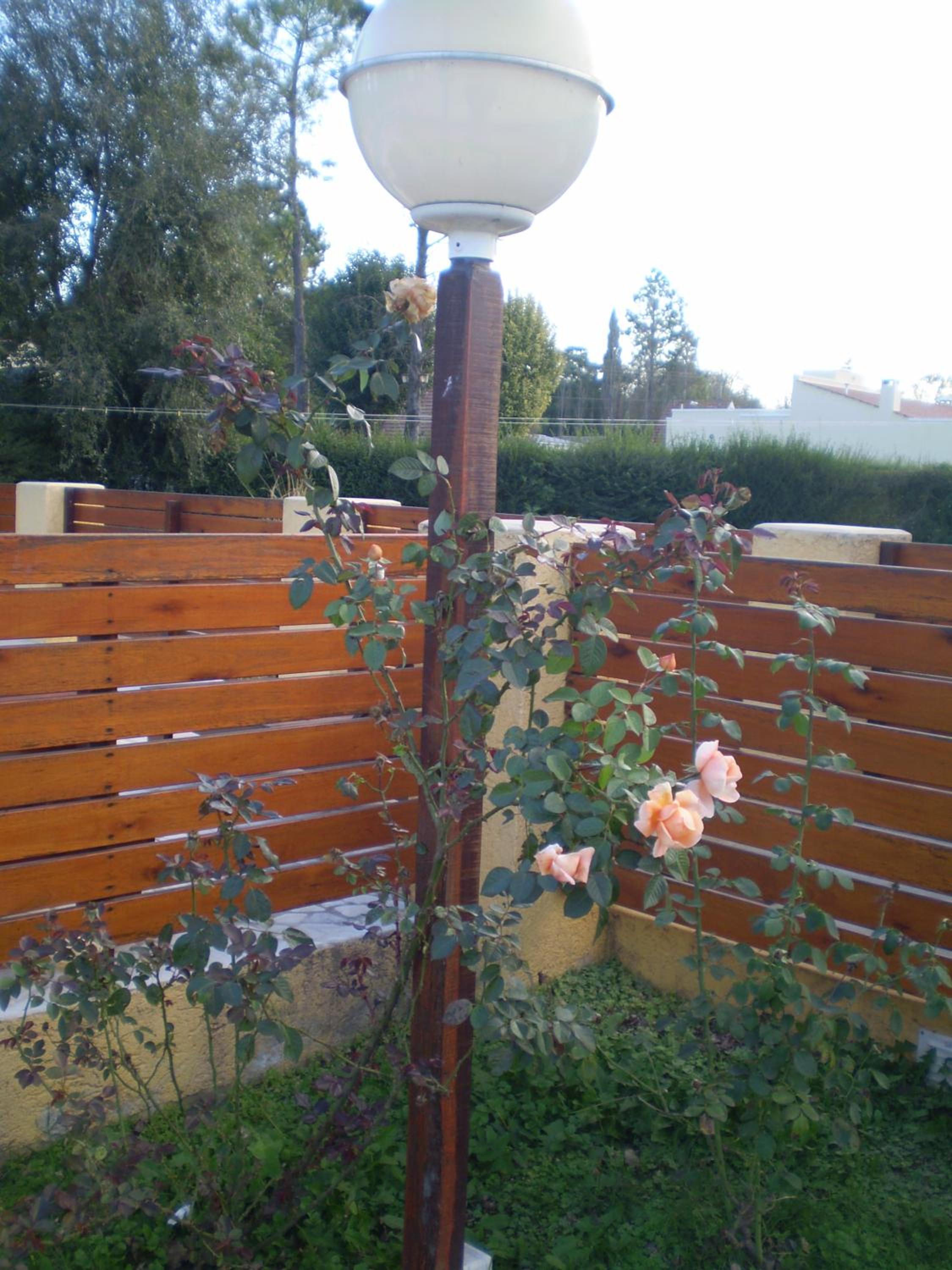 Complejo Foxes 2