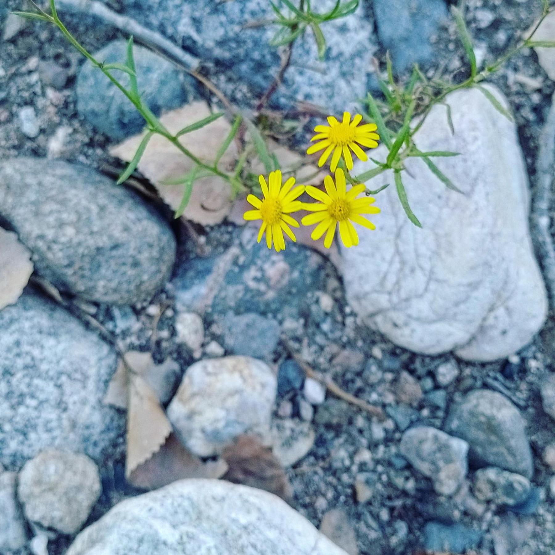Lacasitadepiedra_Cabana