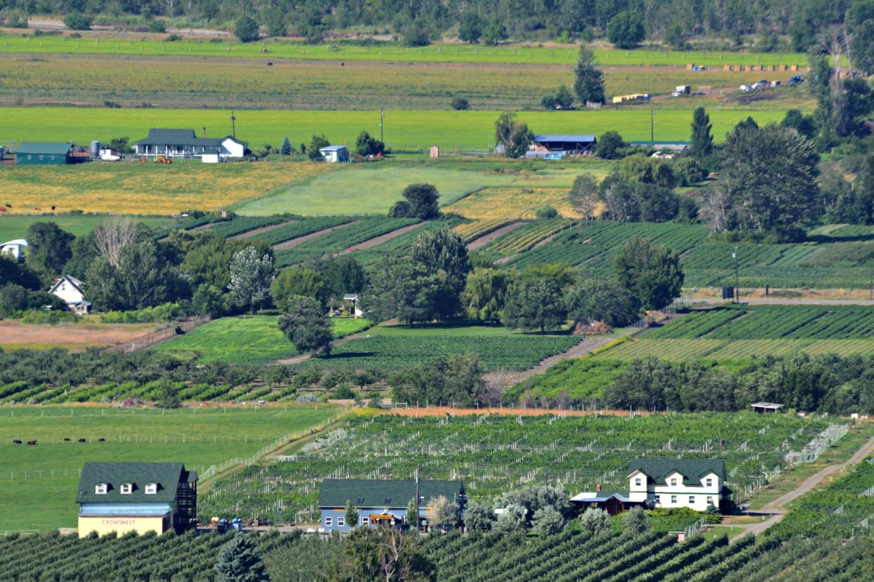 Crowsnest Vineyards Guesthouse