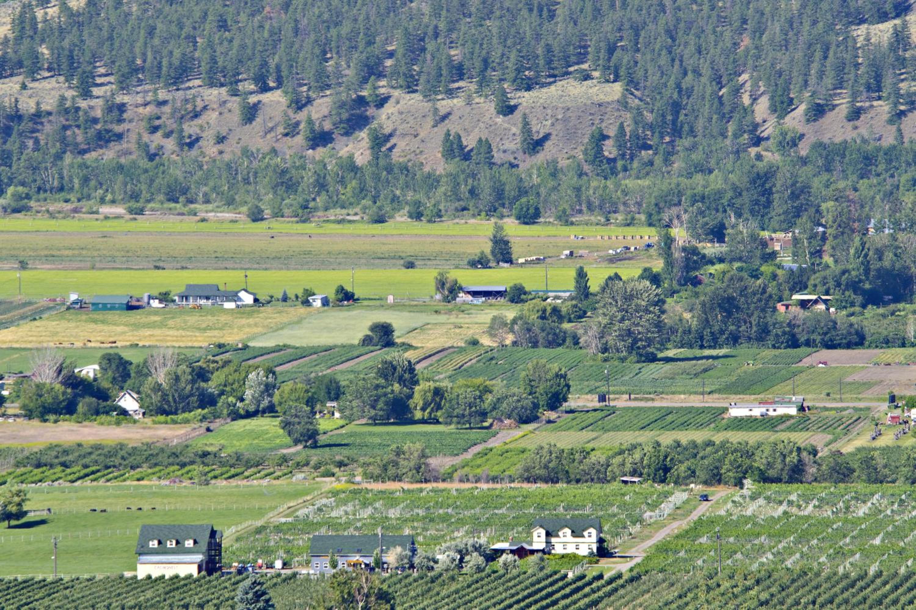 Crowsnest Vineyards Guesthouse