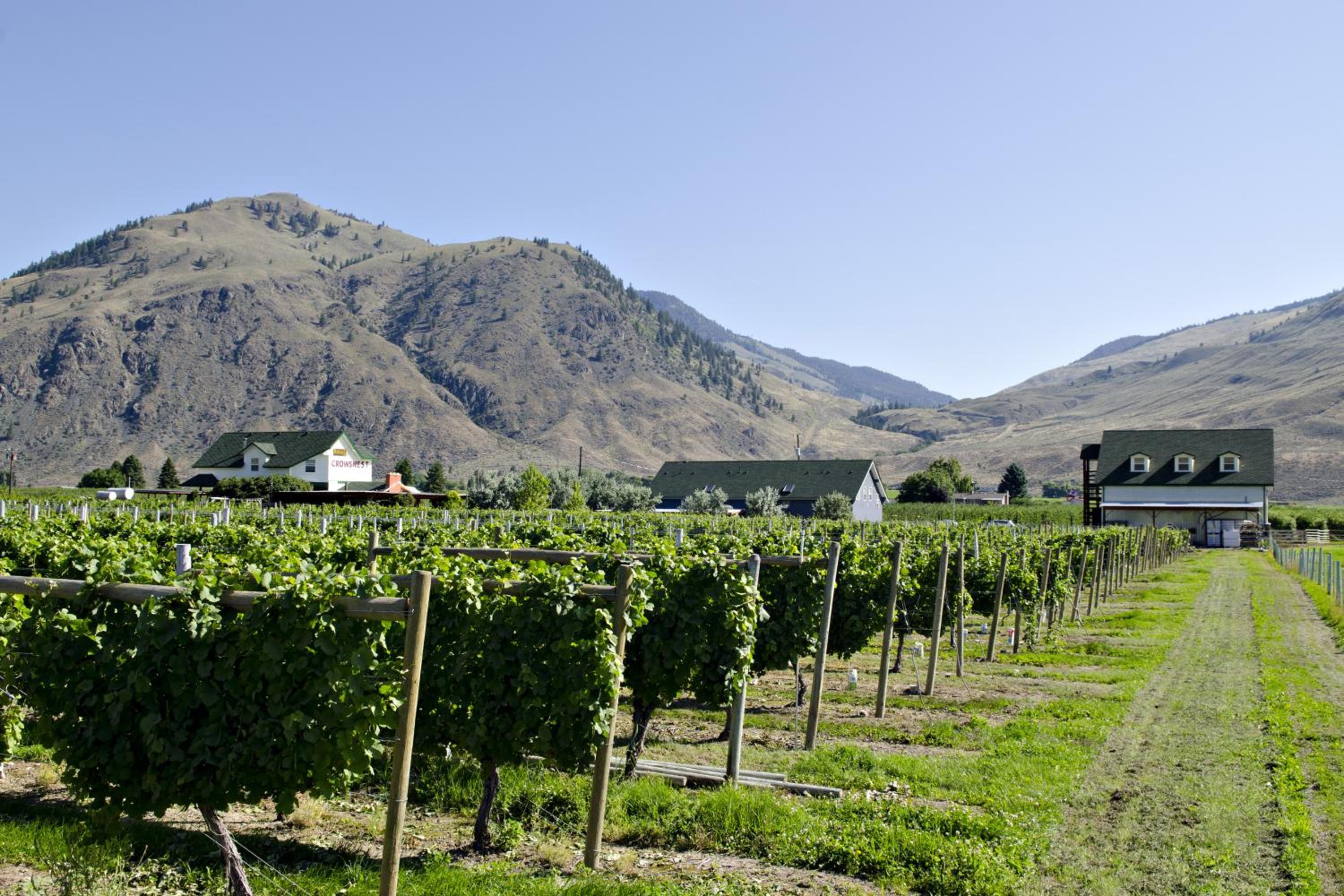 Crowsnest Vineyards Guesthouse