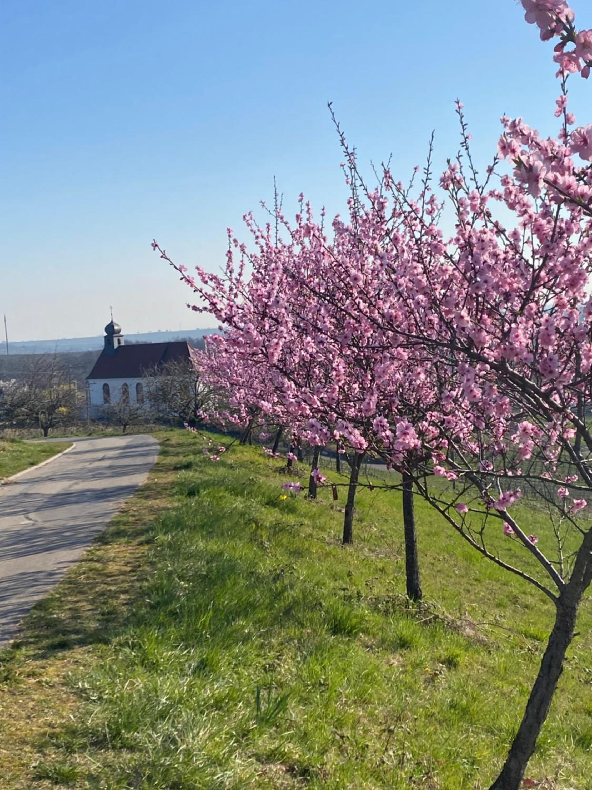 Atelier de Pfalz-Loftstyl mit Pfalzblick