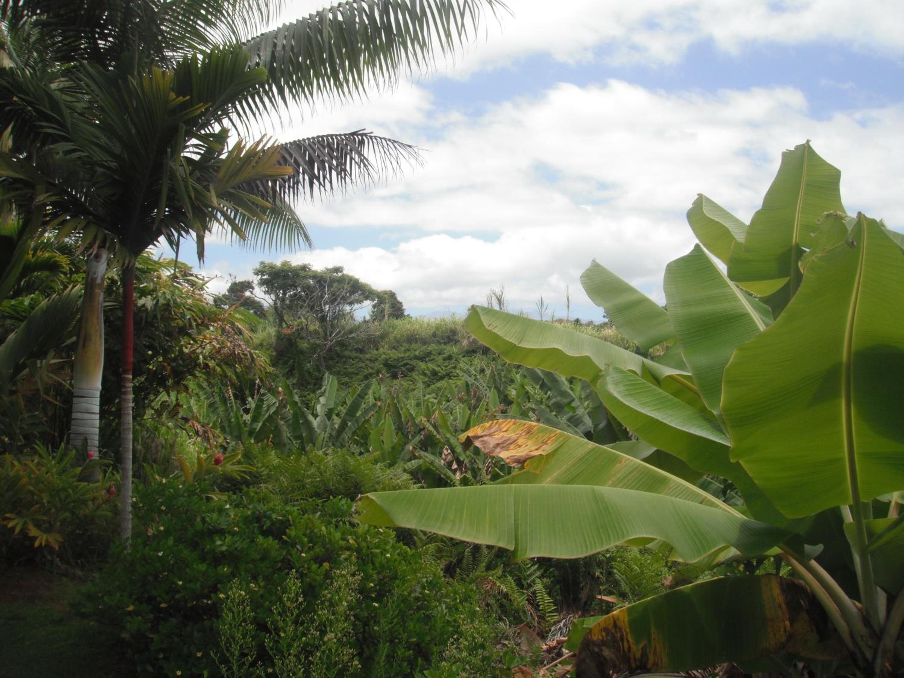Island Goode's - Luxury Adult Only Accommodation near Hilo