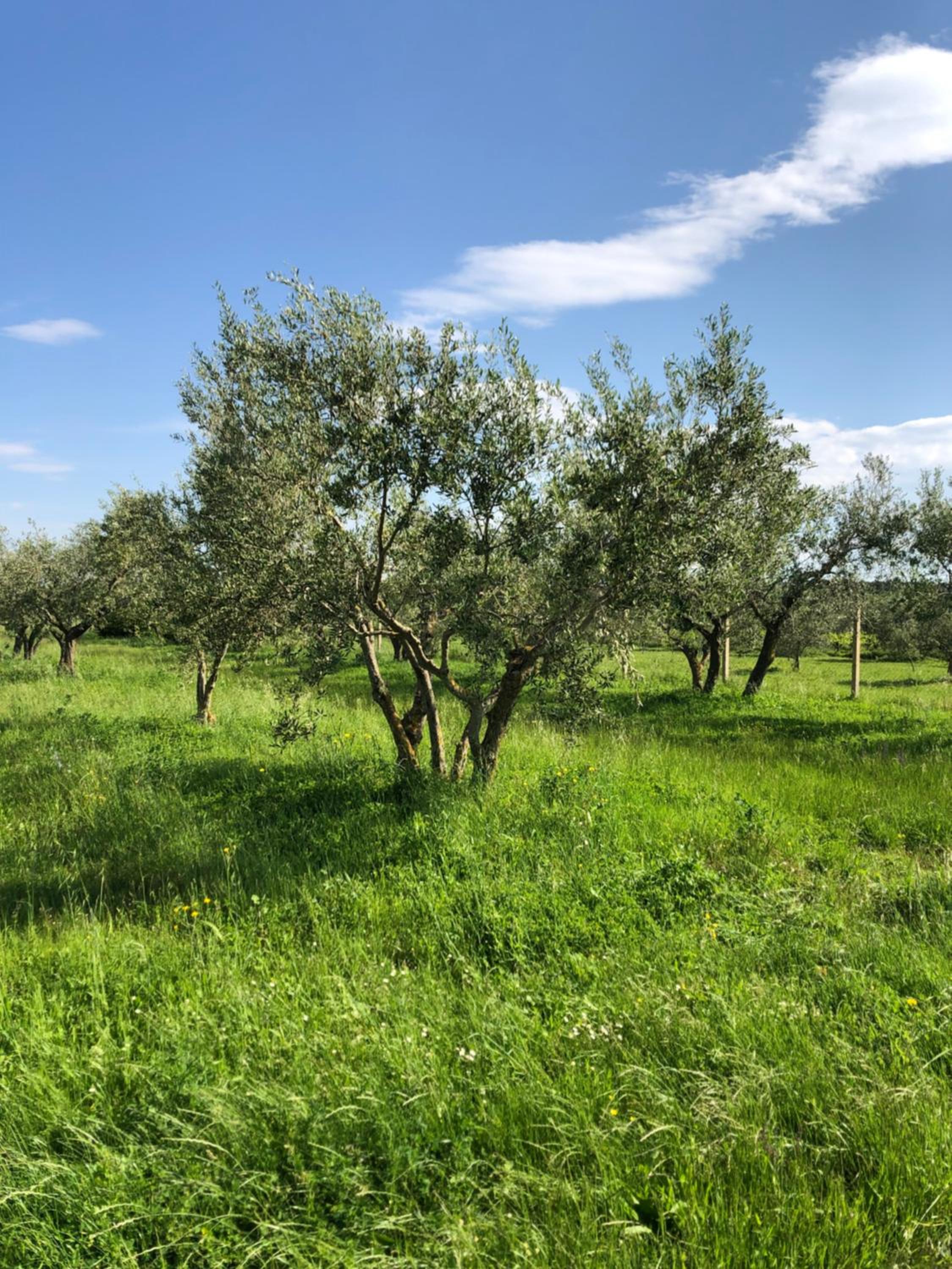 Olive Tree Apartments
