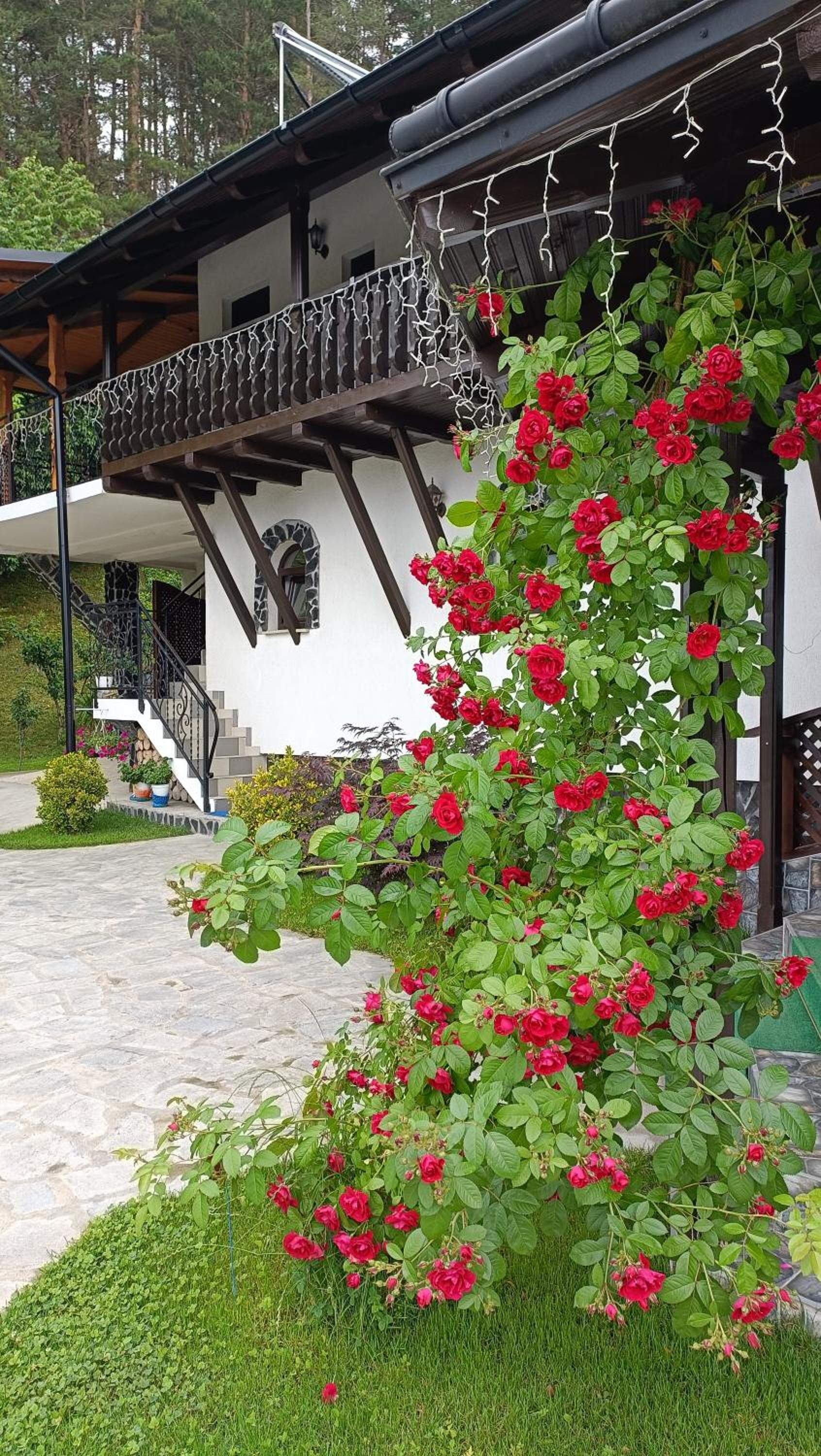 CASA DINTRE PINI view 4
