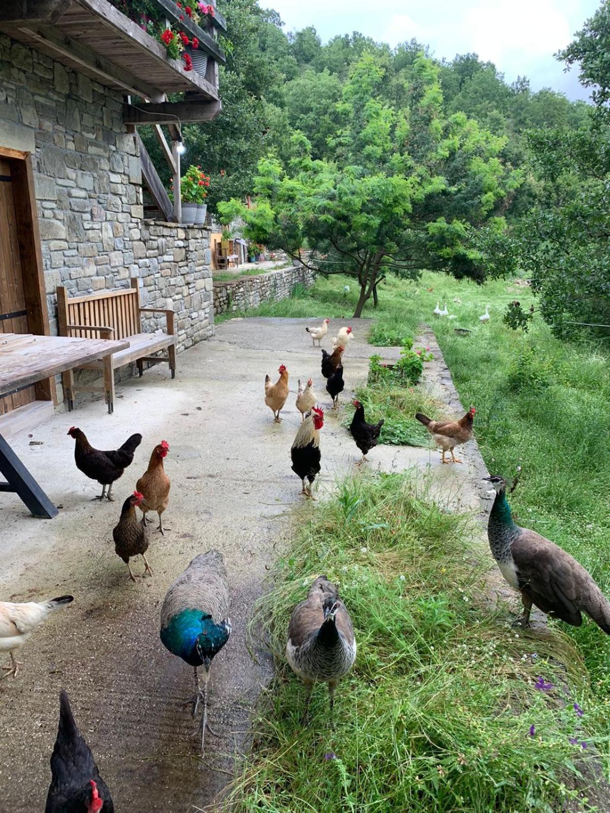 Origjina Farm