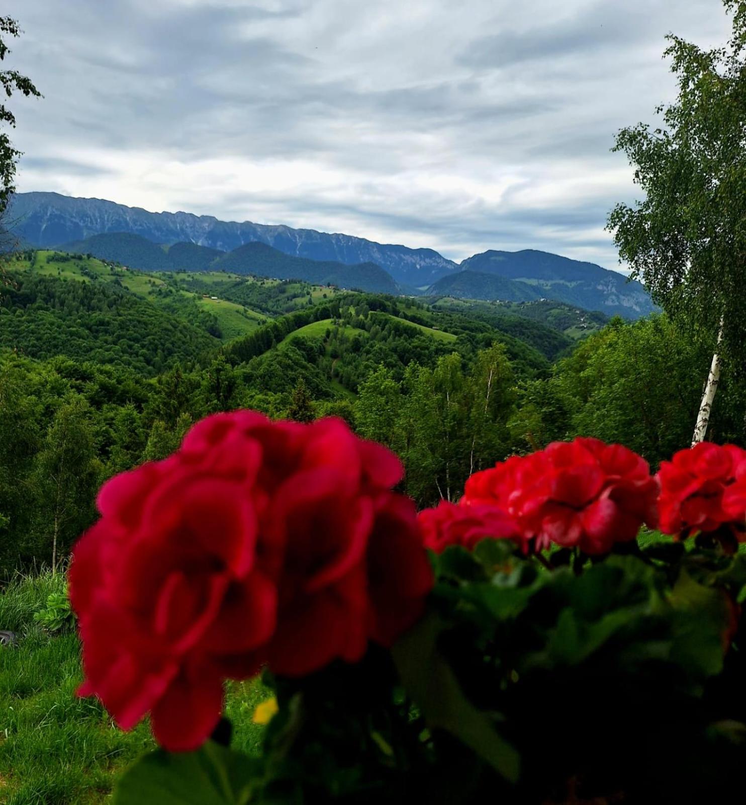 Cabana doi mesteceni