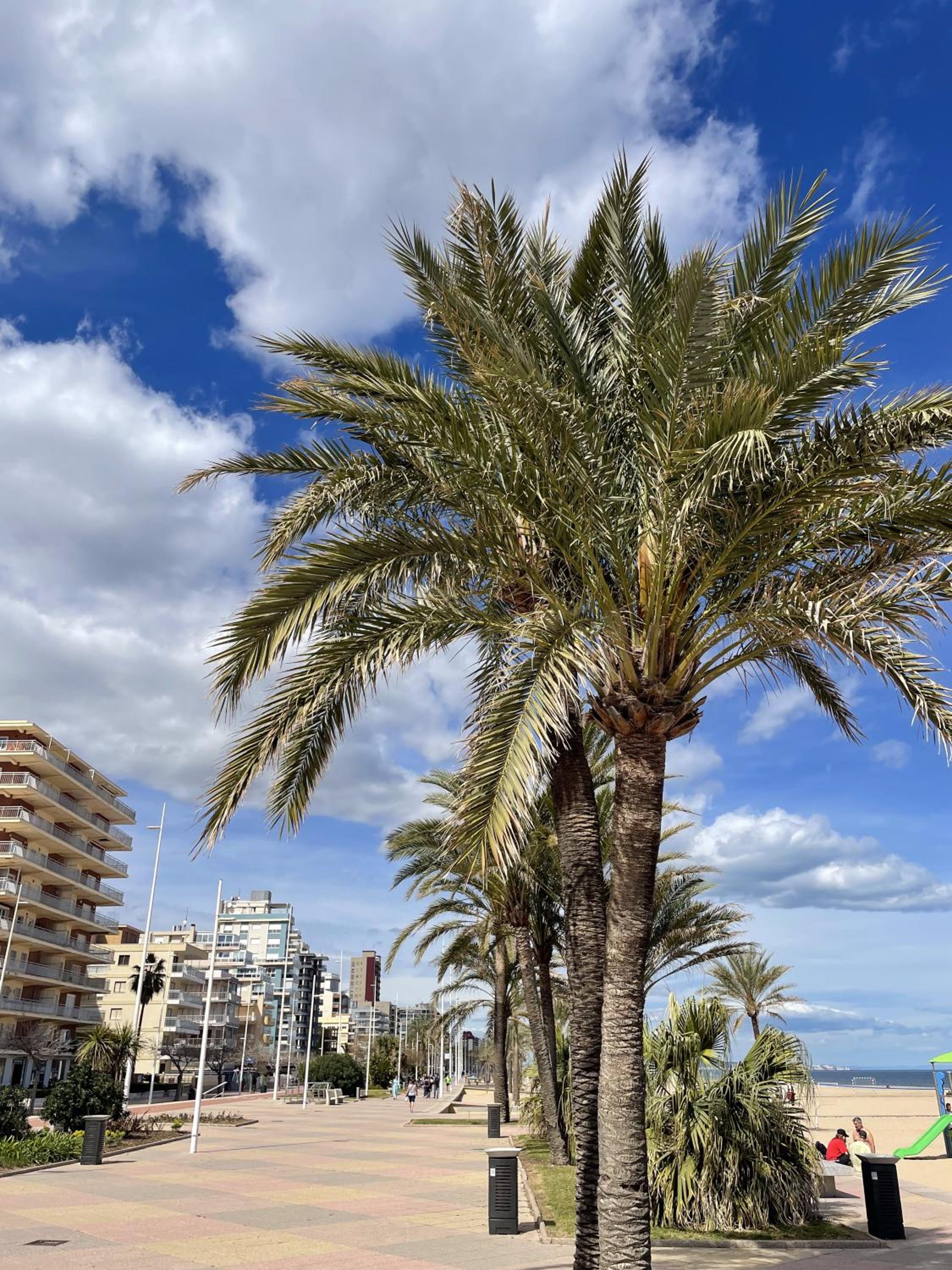 PARAISO NACARADO GANDIA GRAU