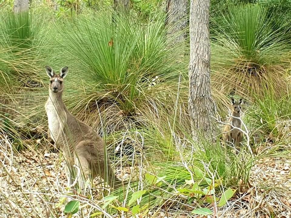 Bussells Bushland Cottages