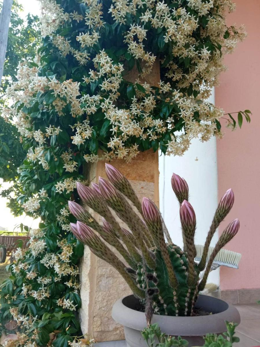 Villa Erasmia view 4