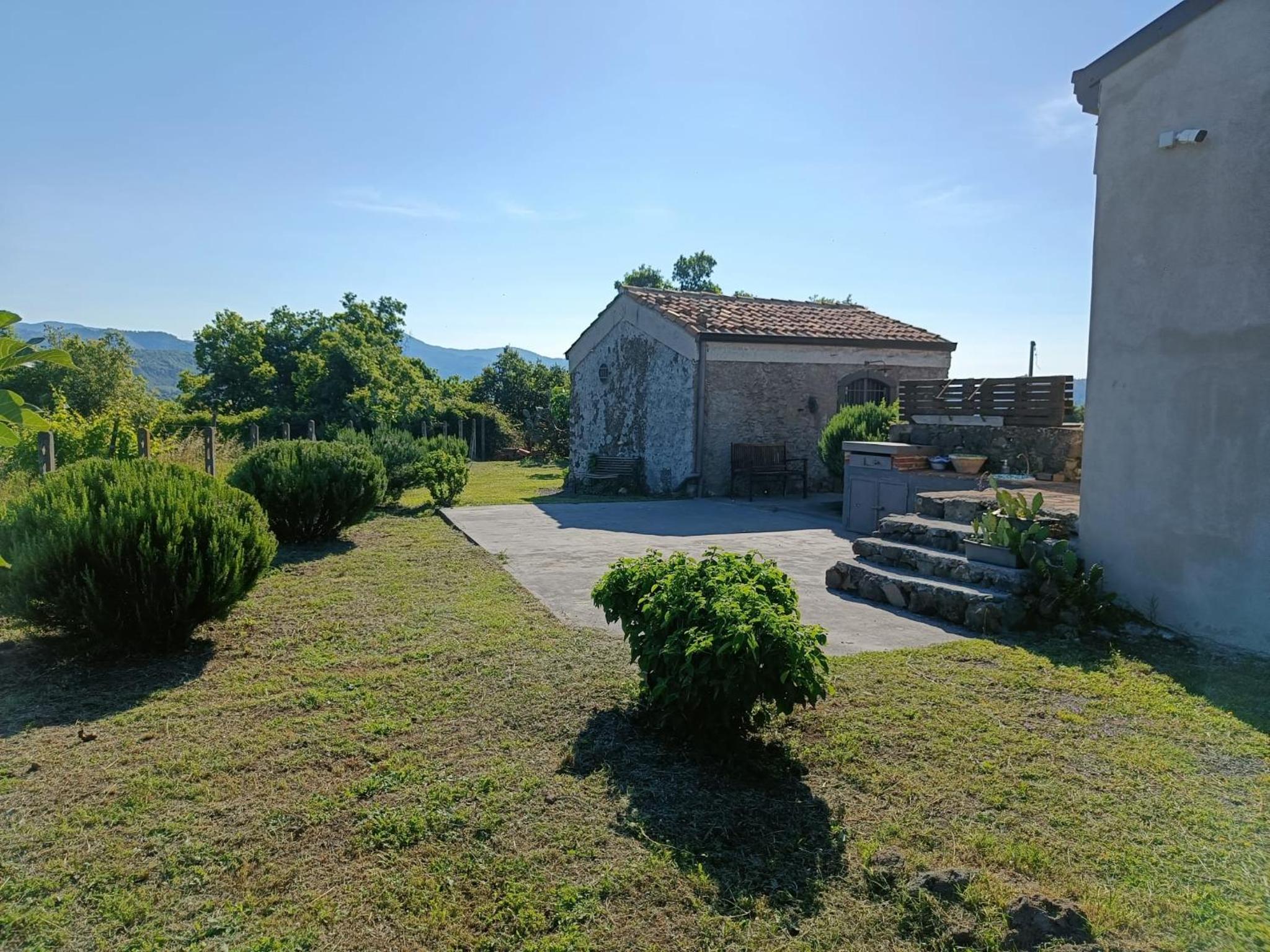 Il Tanaceto