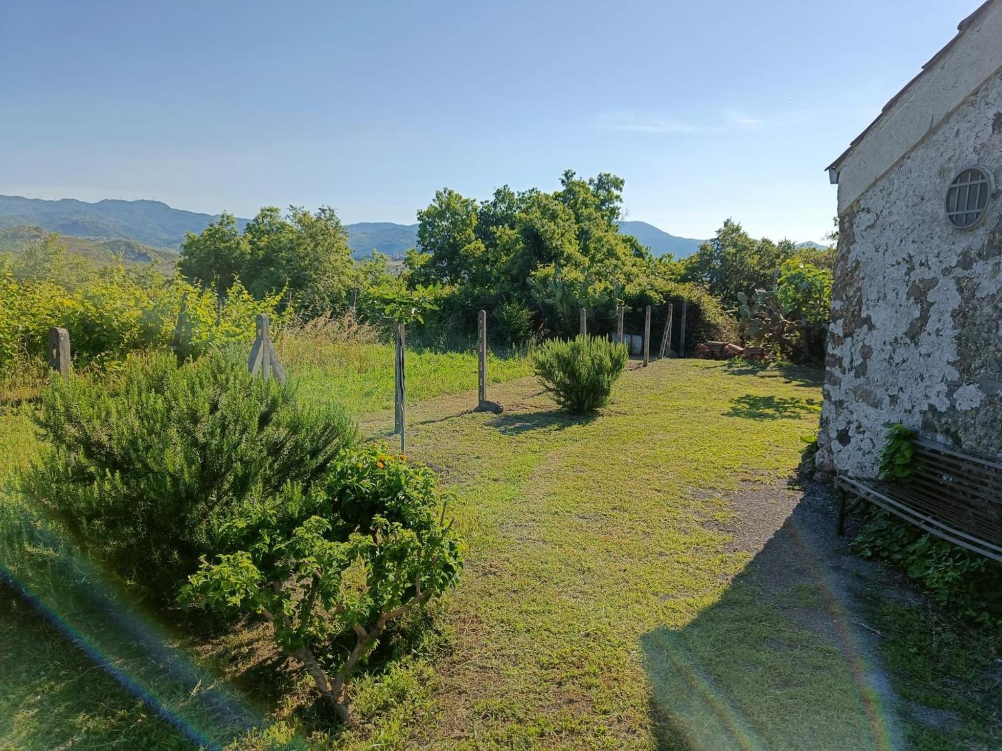 Il Tanaceto