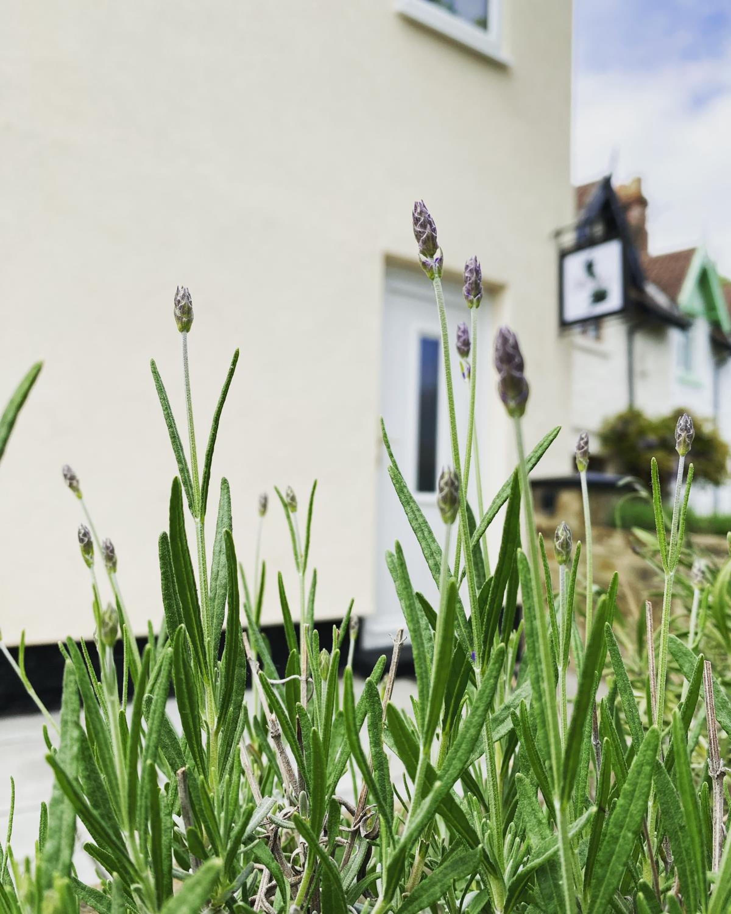 Special offer - Two Bedroom Country Cottage in County Durham with Village Pub and Free Parking For Holidays and Work Stays view 4