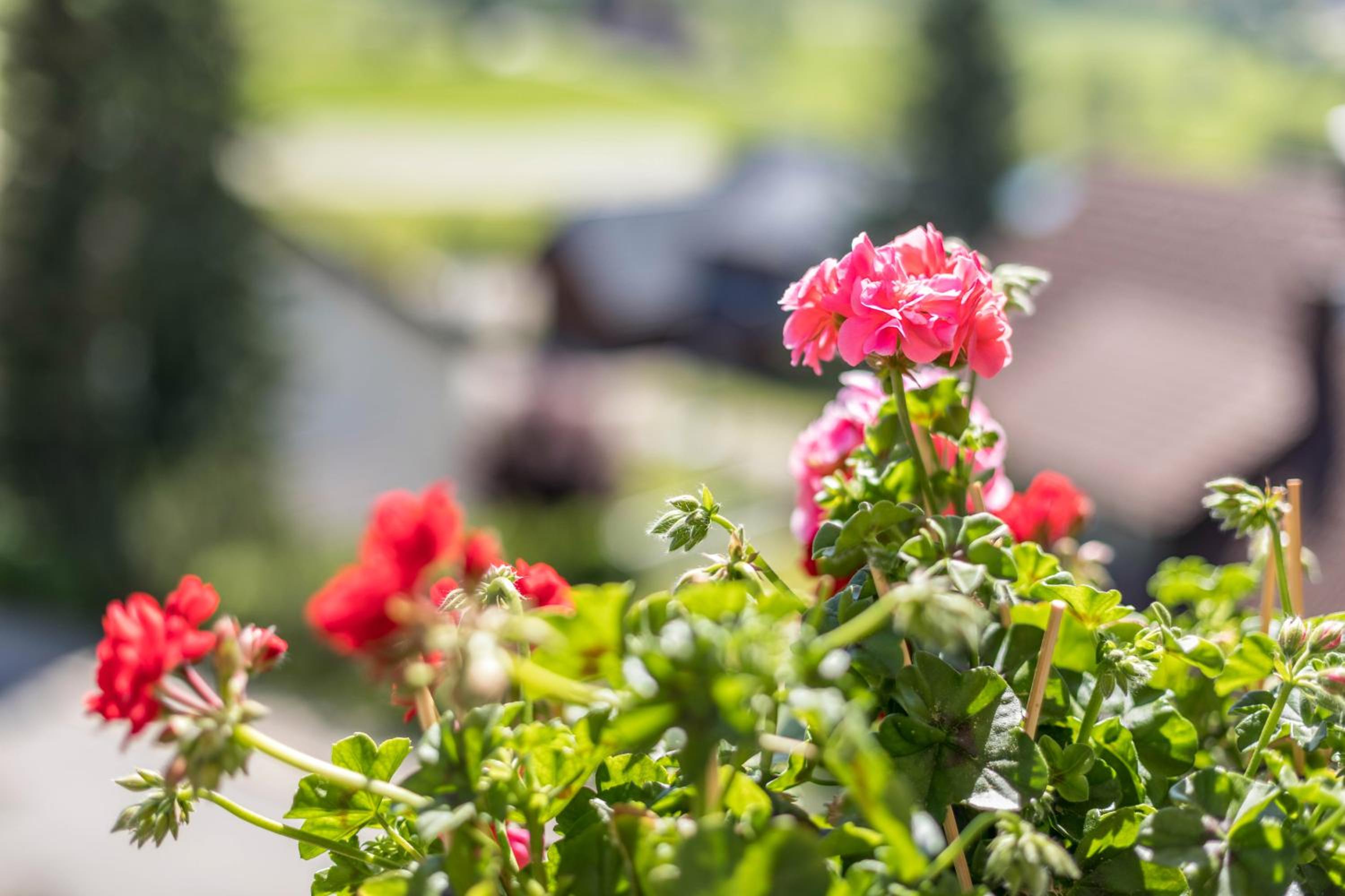 Waldesruh en Titisee-Neustadt