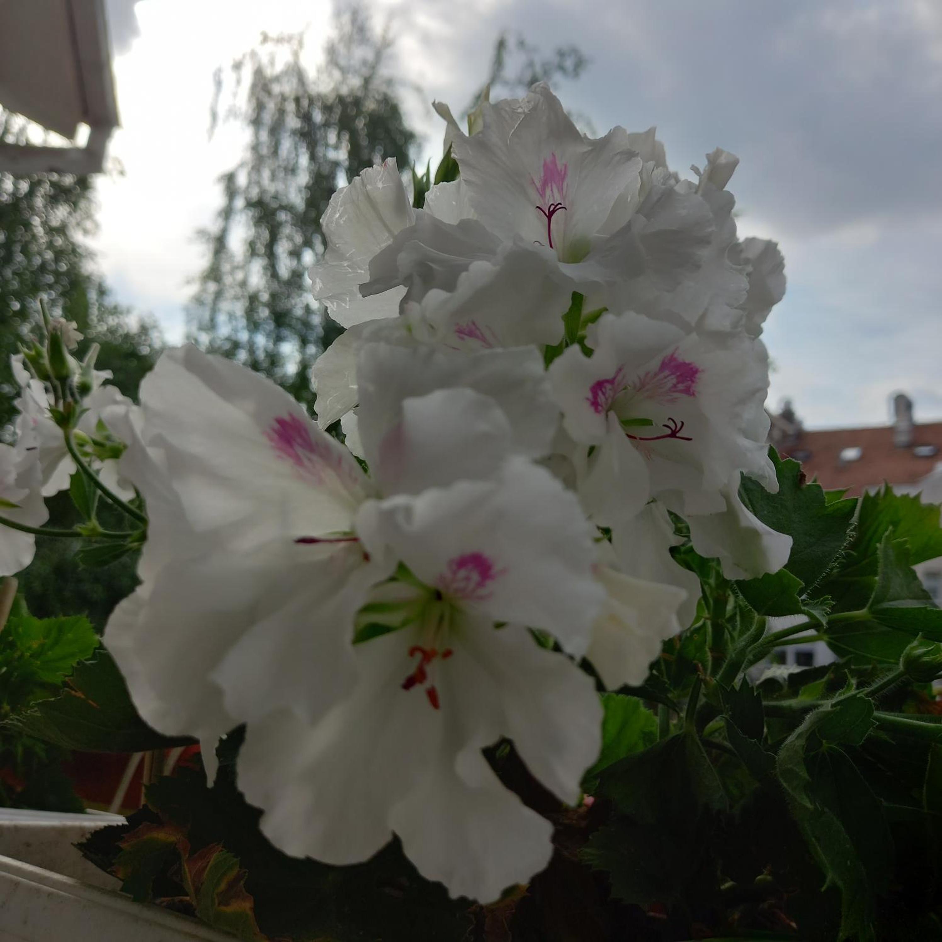 Photo 51