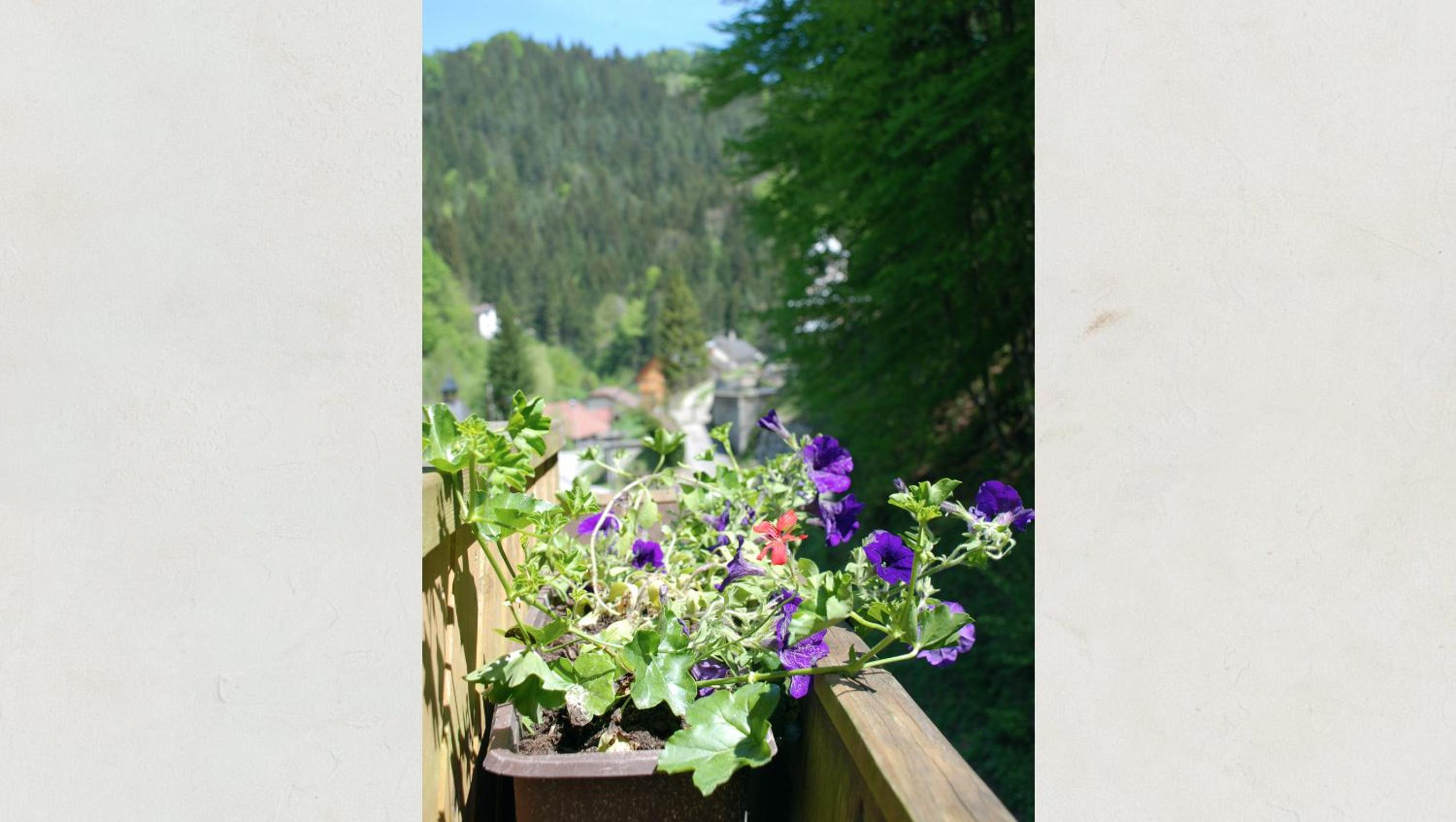 Waldblick Landhaus B&B