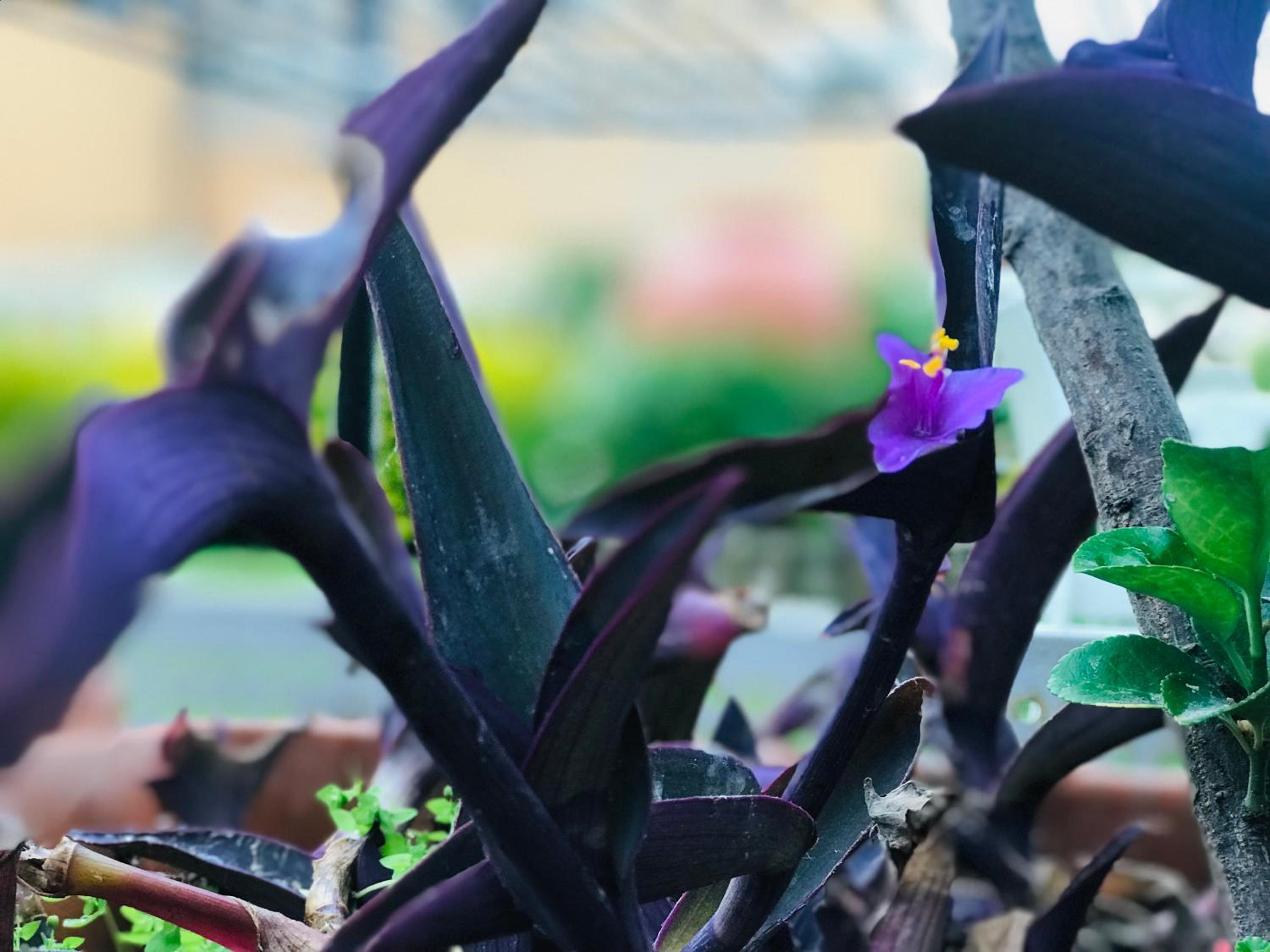 Villino Gregoraci Relais