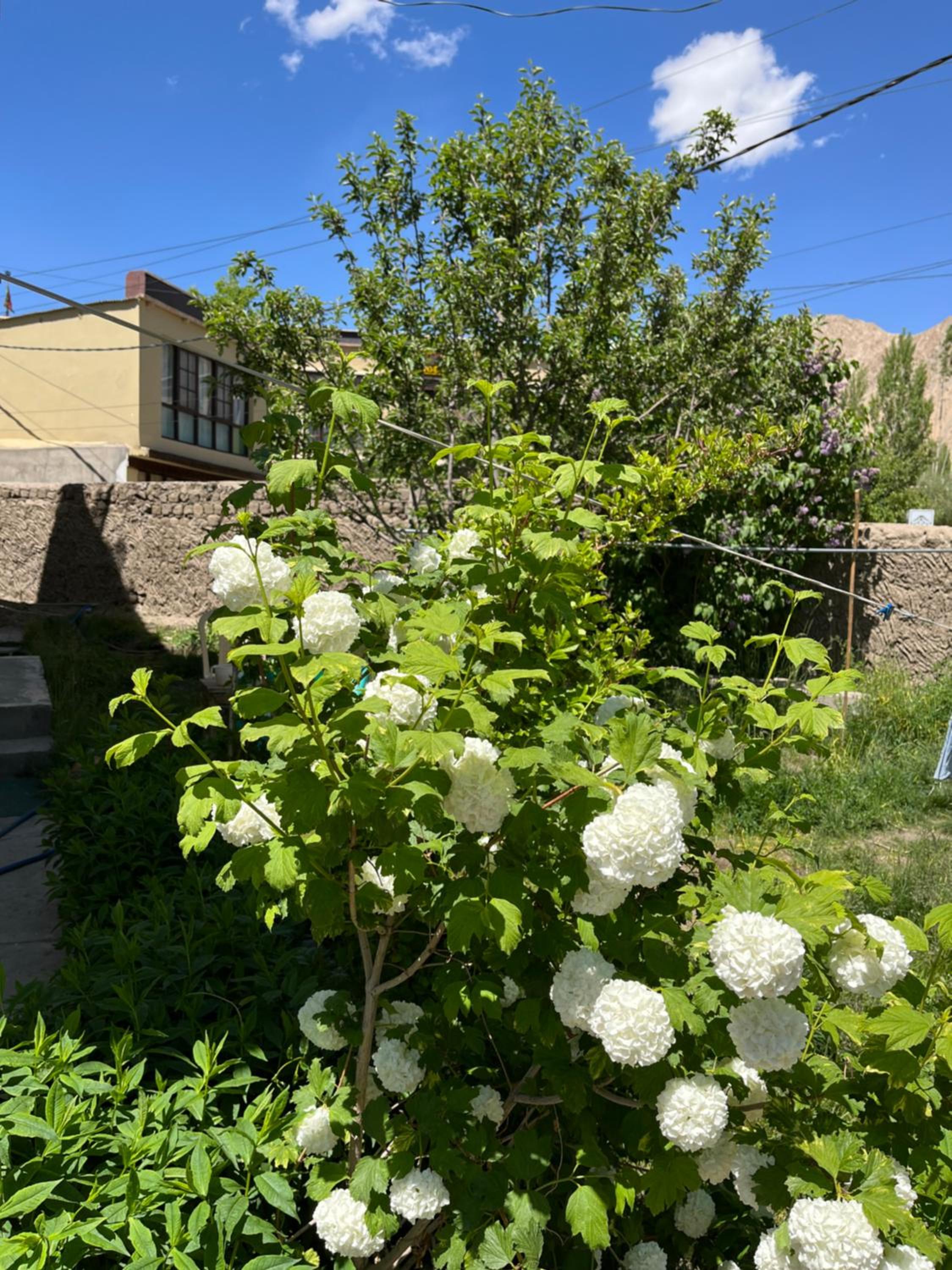 Chakzot garden house