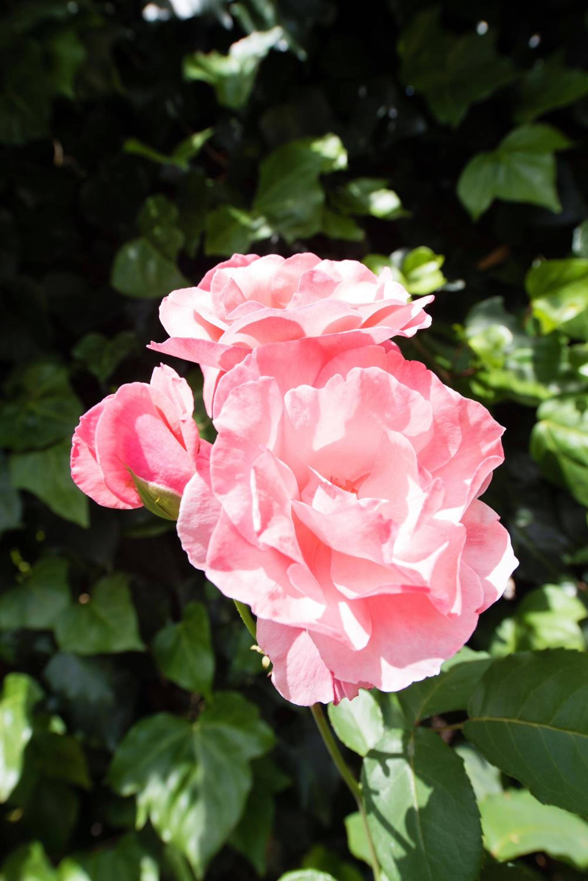 Photo 44