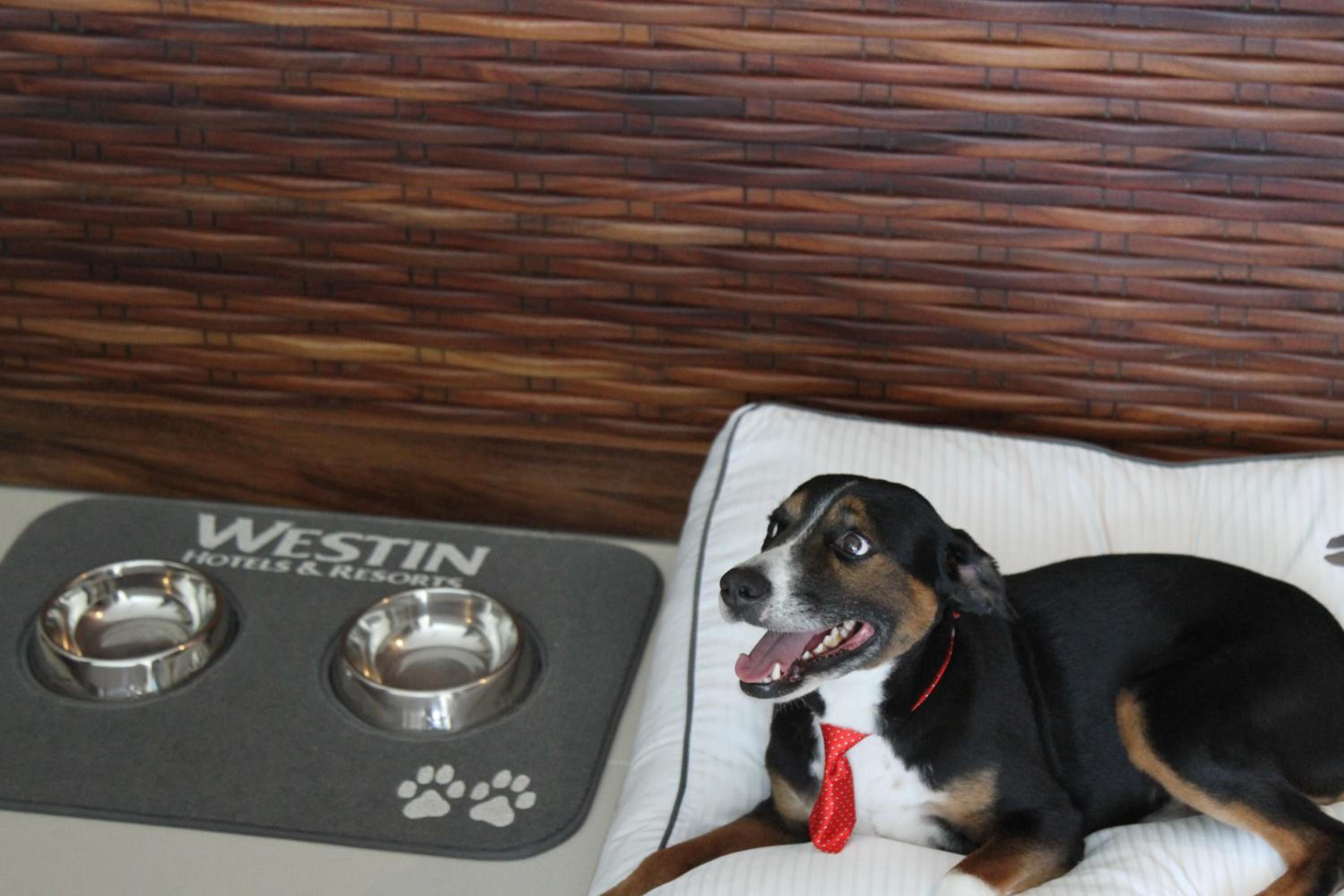 The Westin Cozumel - Property Image 12