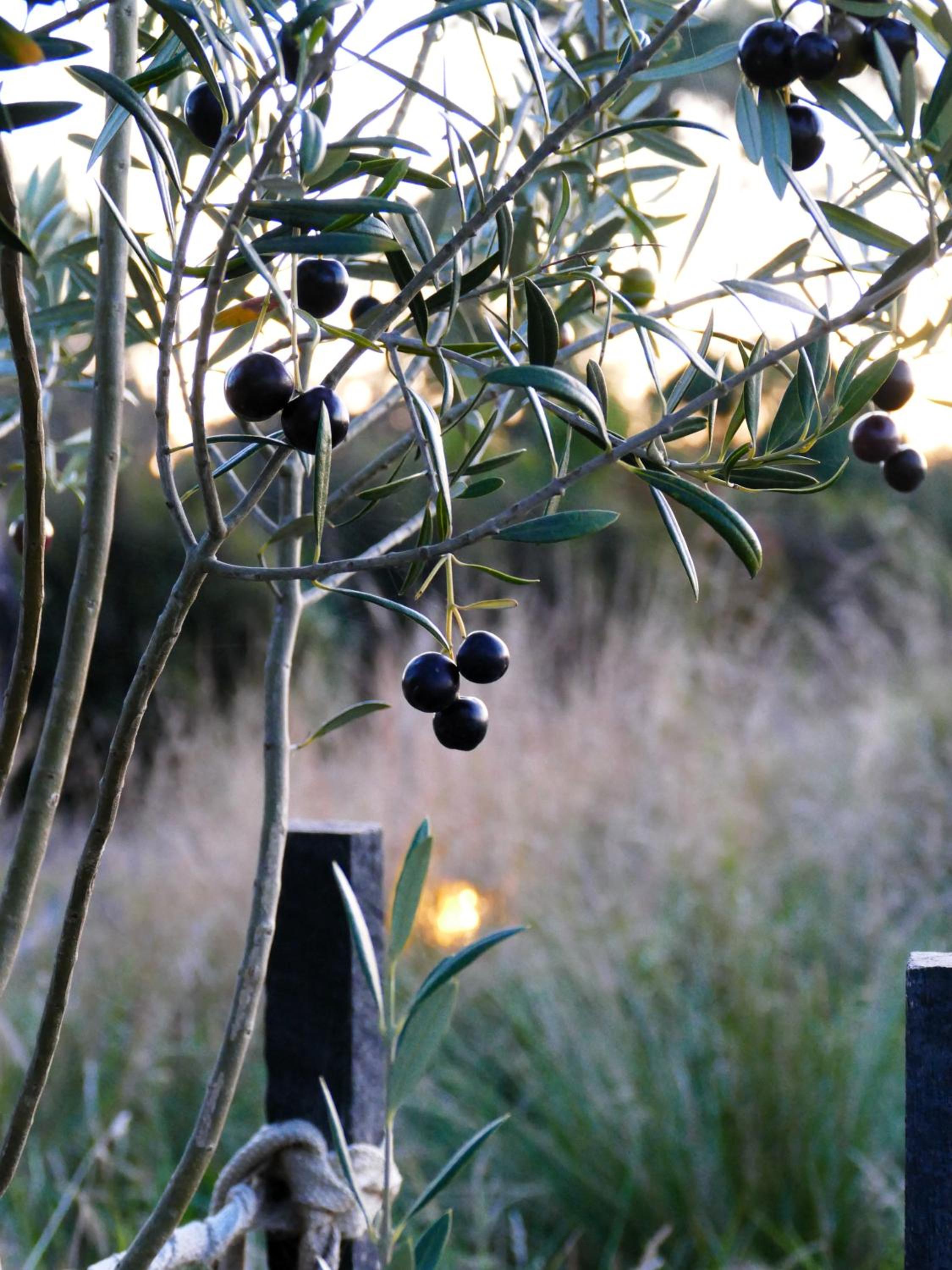 Inverloch Glamping
