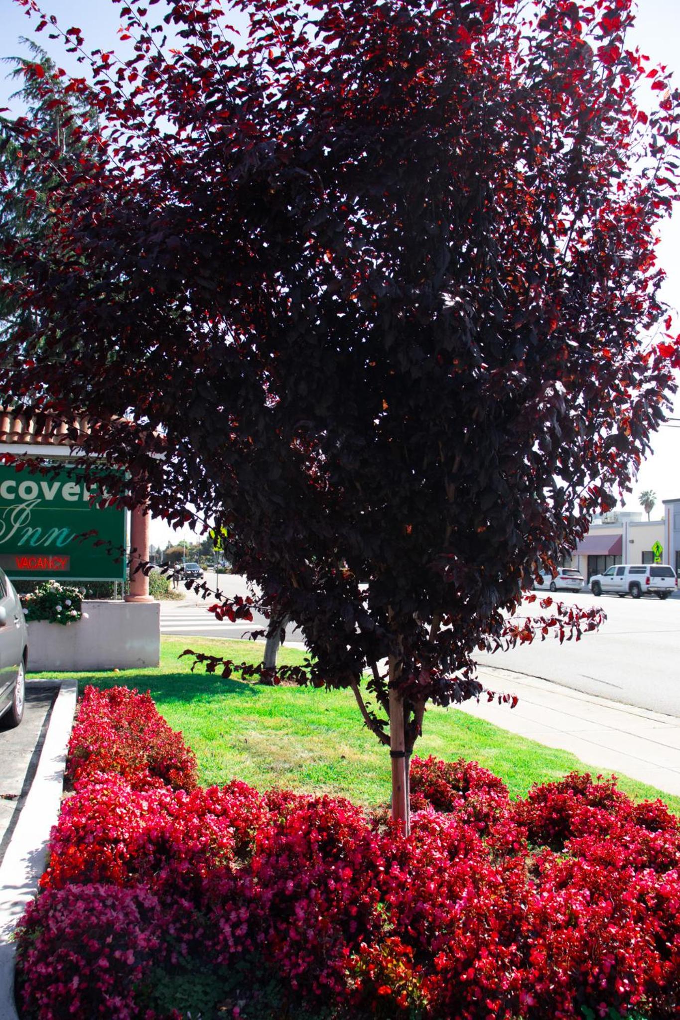 Hayward Vacations - Discovery Inn - Property Image 15