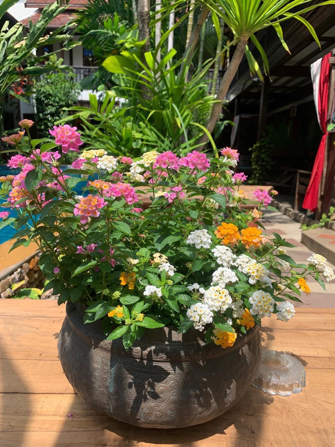 Hongkhao Village