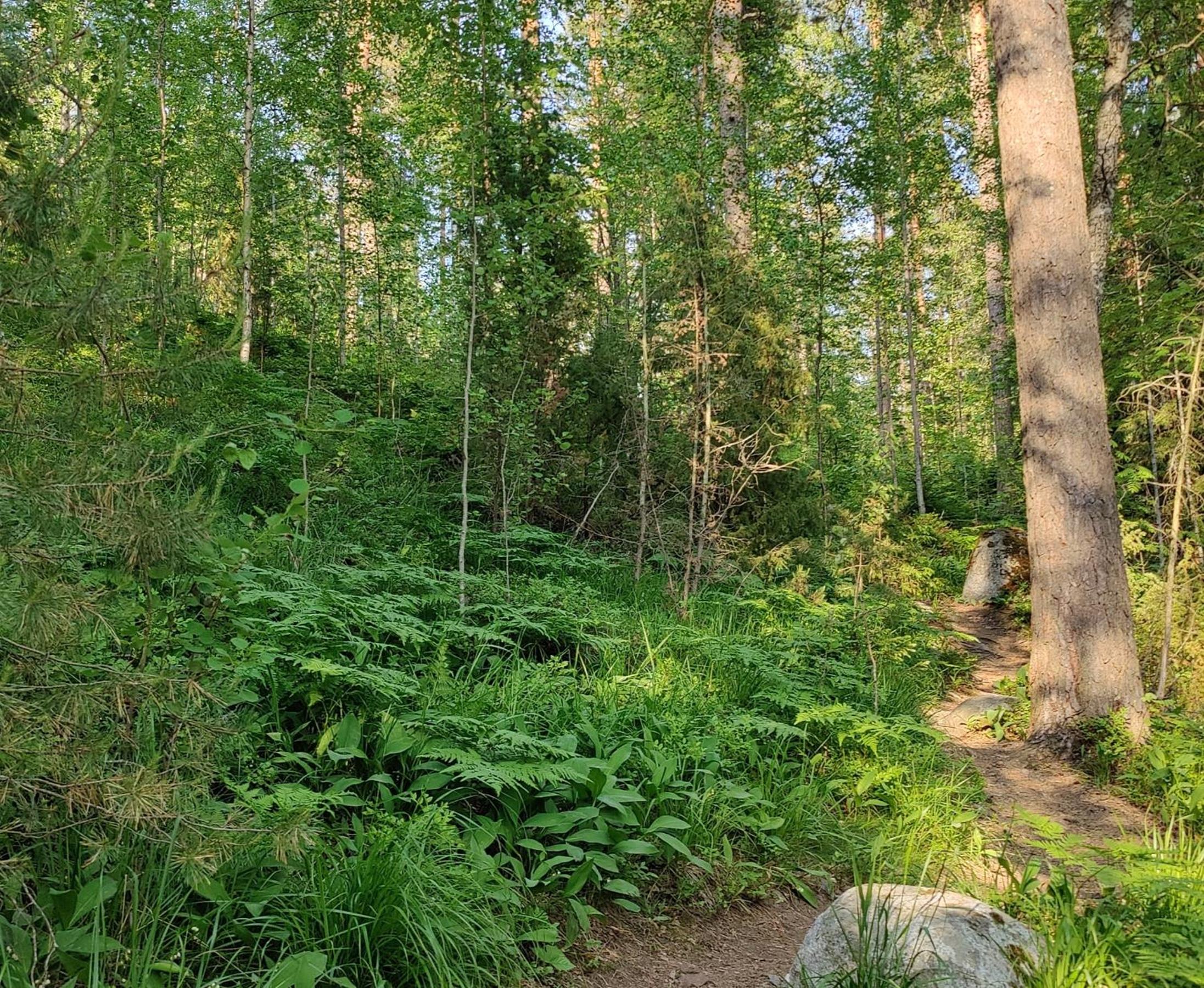 Pinjakoti