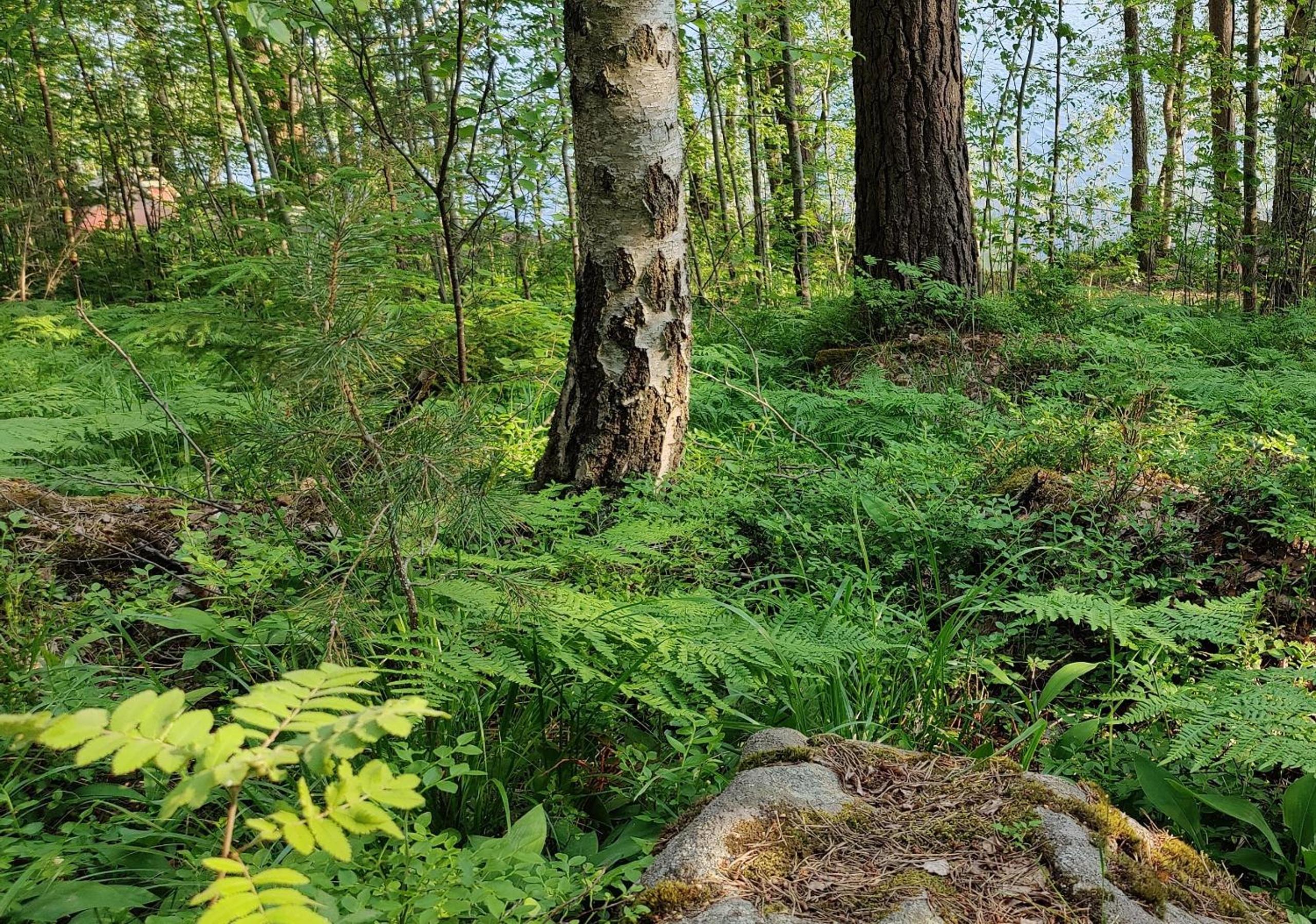 Pinjakoti