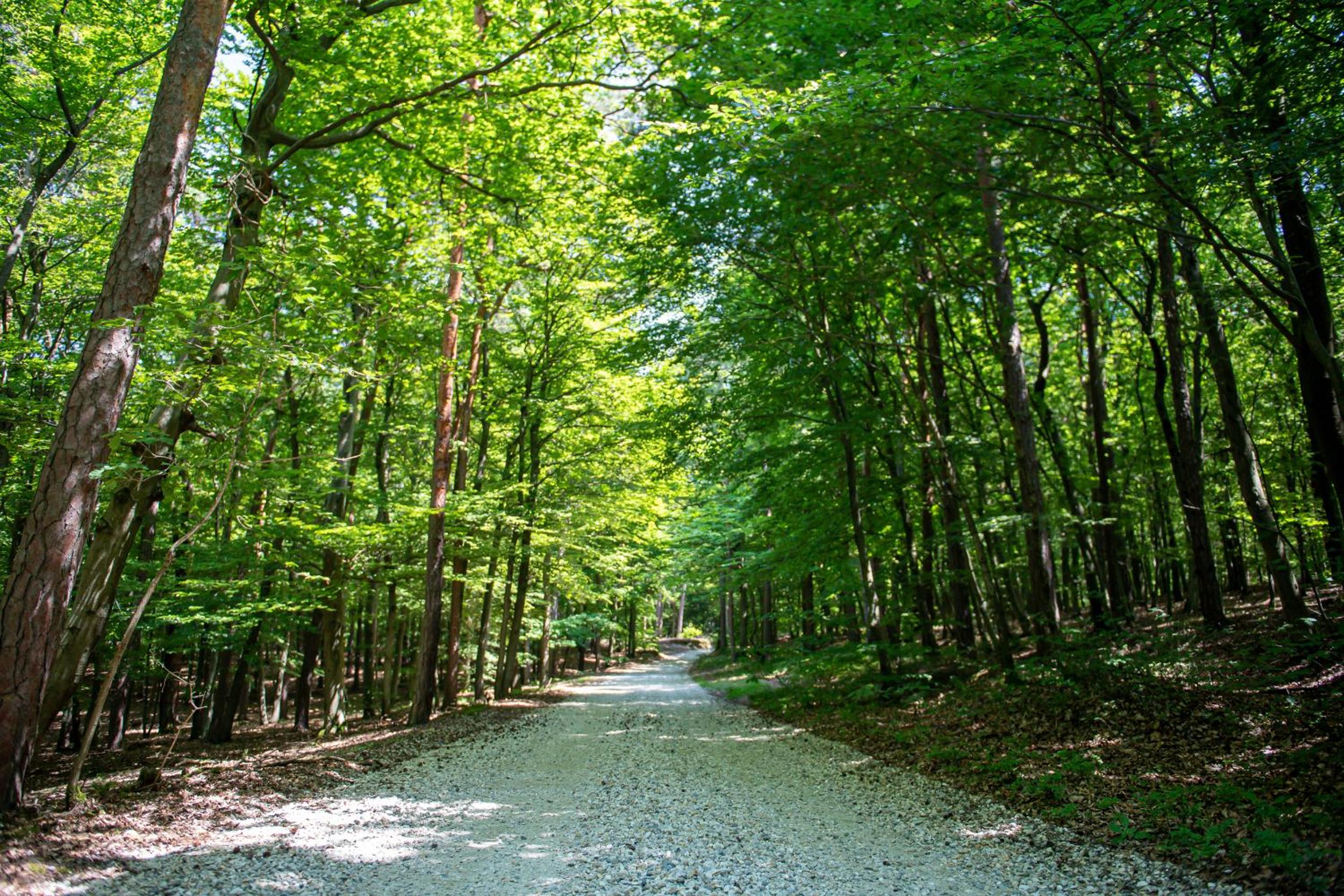 Living Forest Resort