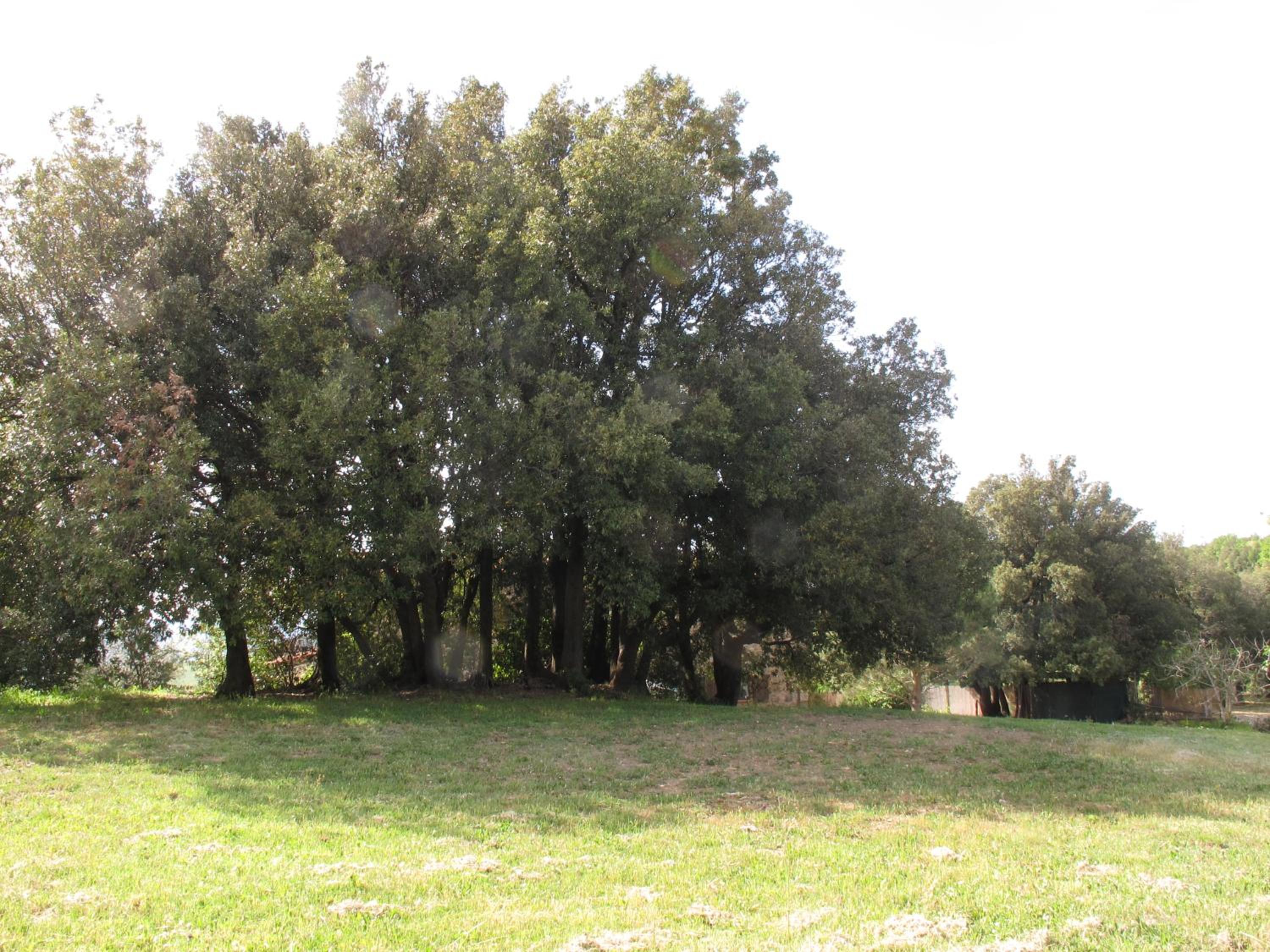 Podere Sequercianino