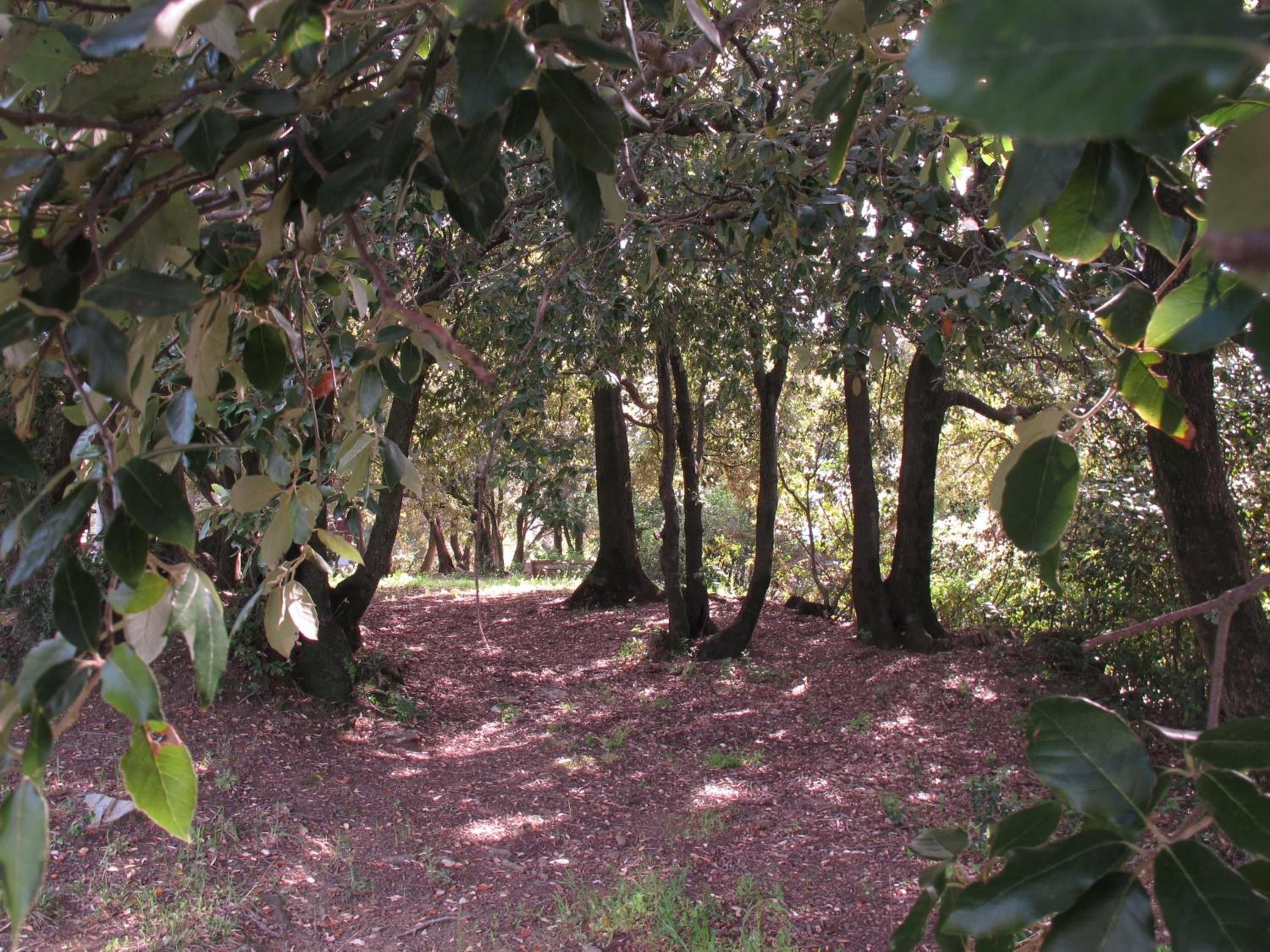 Podere Sequercianino