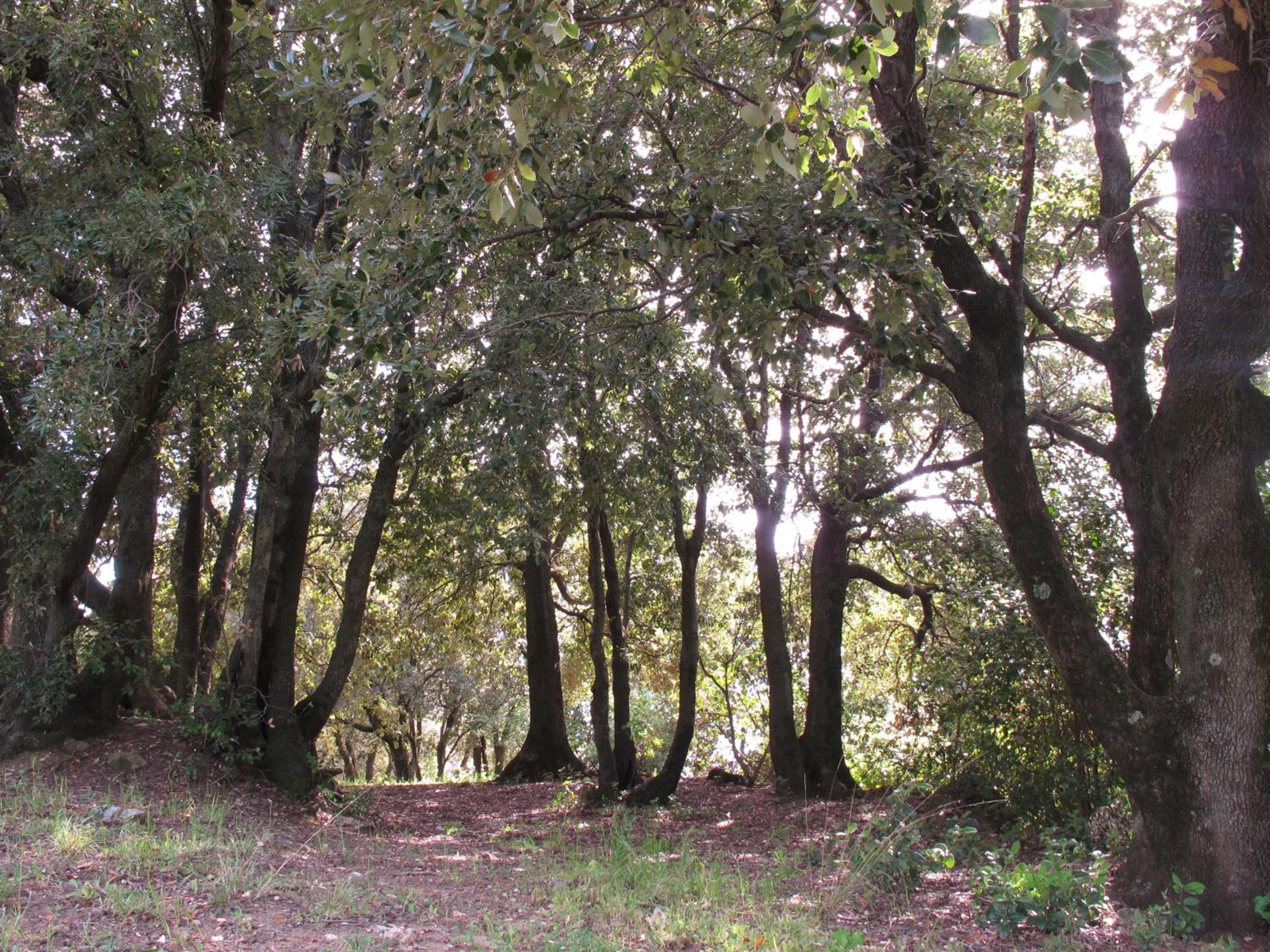 Podere Sequercianino