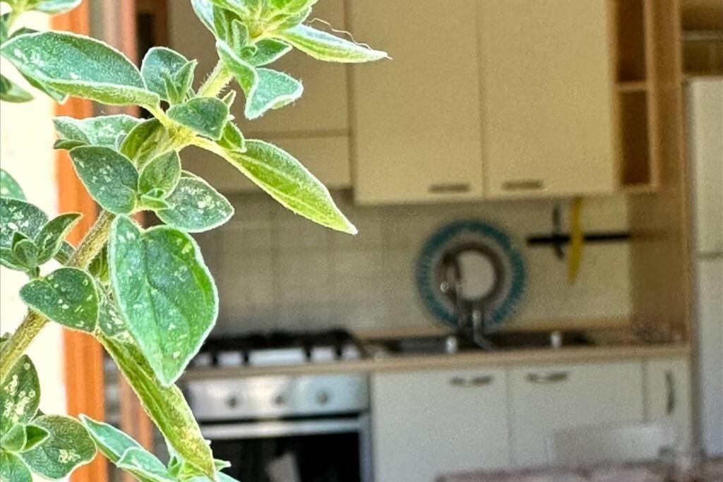 Apartment with a beautiful garden view 2