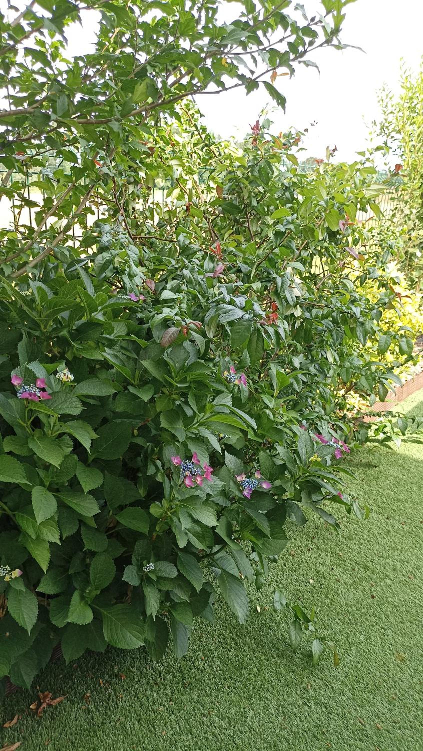 Photo 48